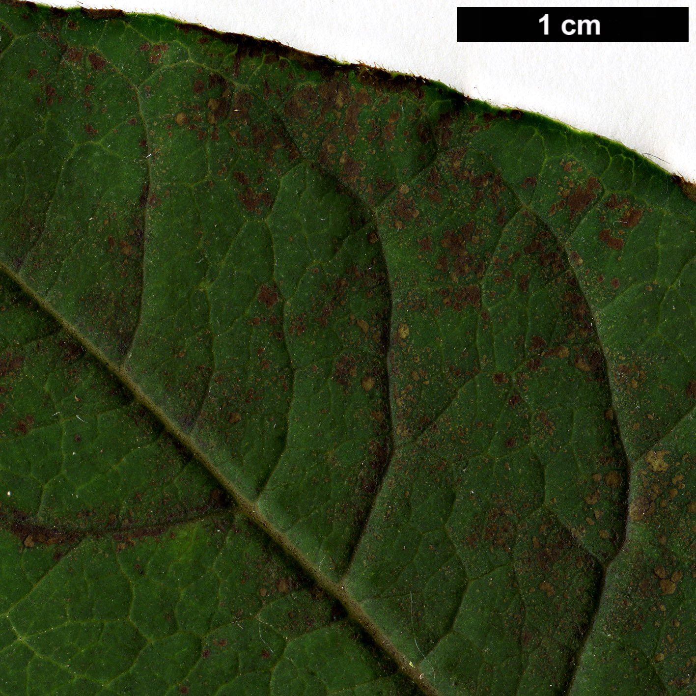 High resolution image: Family: Oleaceae - Genus: Syringa - Taxon: yunnanensis