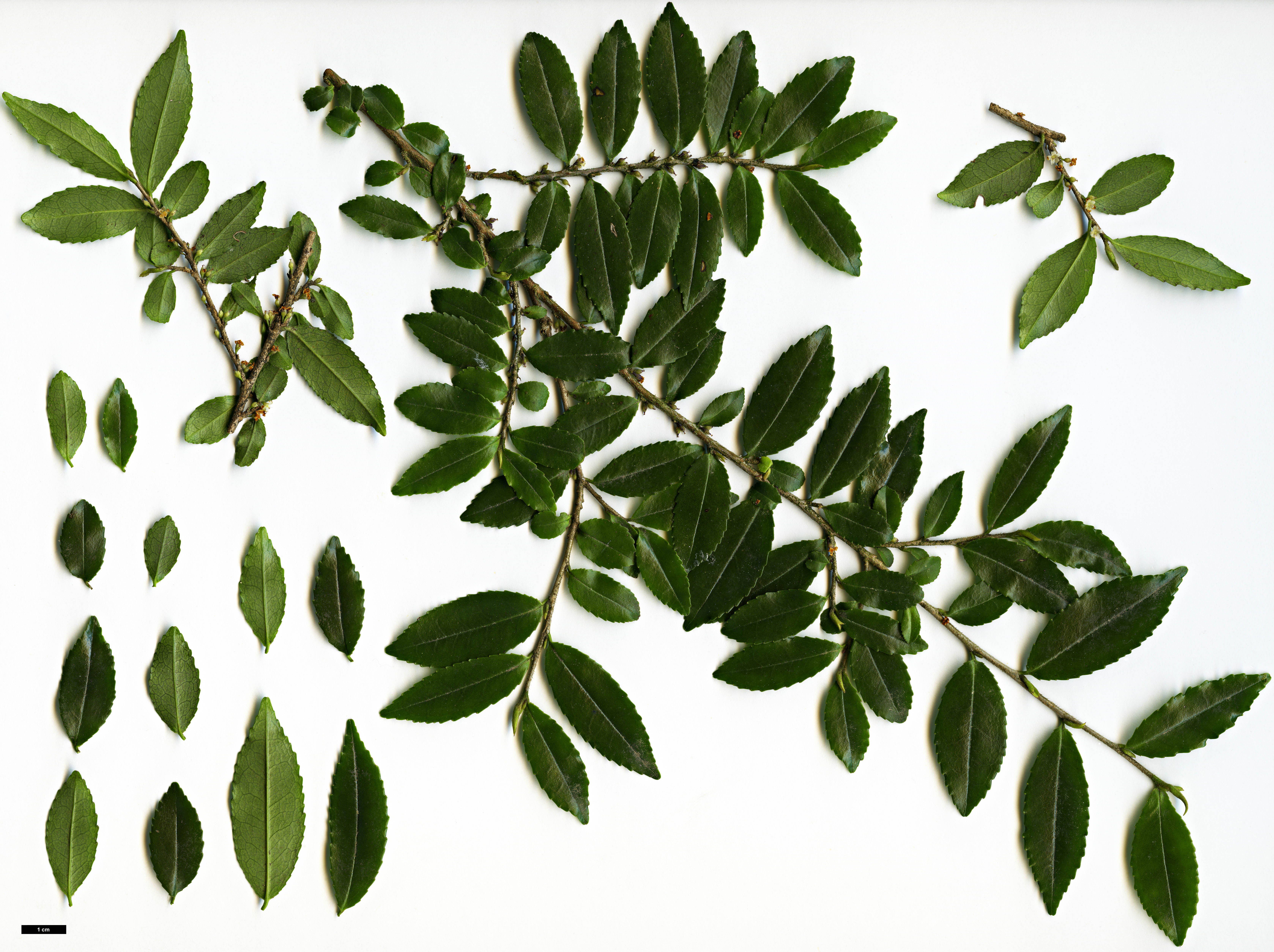 High resolution image: Family: Pentaphylacaceae - Genus: Eurya - Taxon: crenatifolia