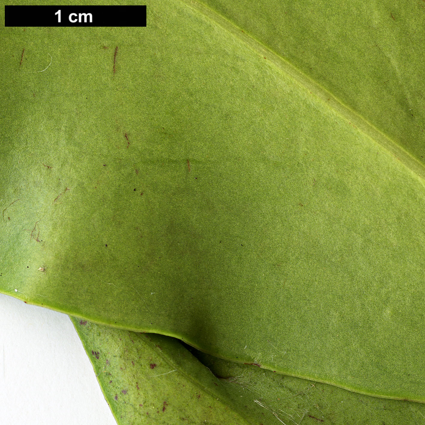 High resolution image: Family: Pentaphylacaceae - Genus: Ternstroemia - Taxon: gymnanthera