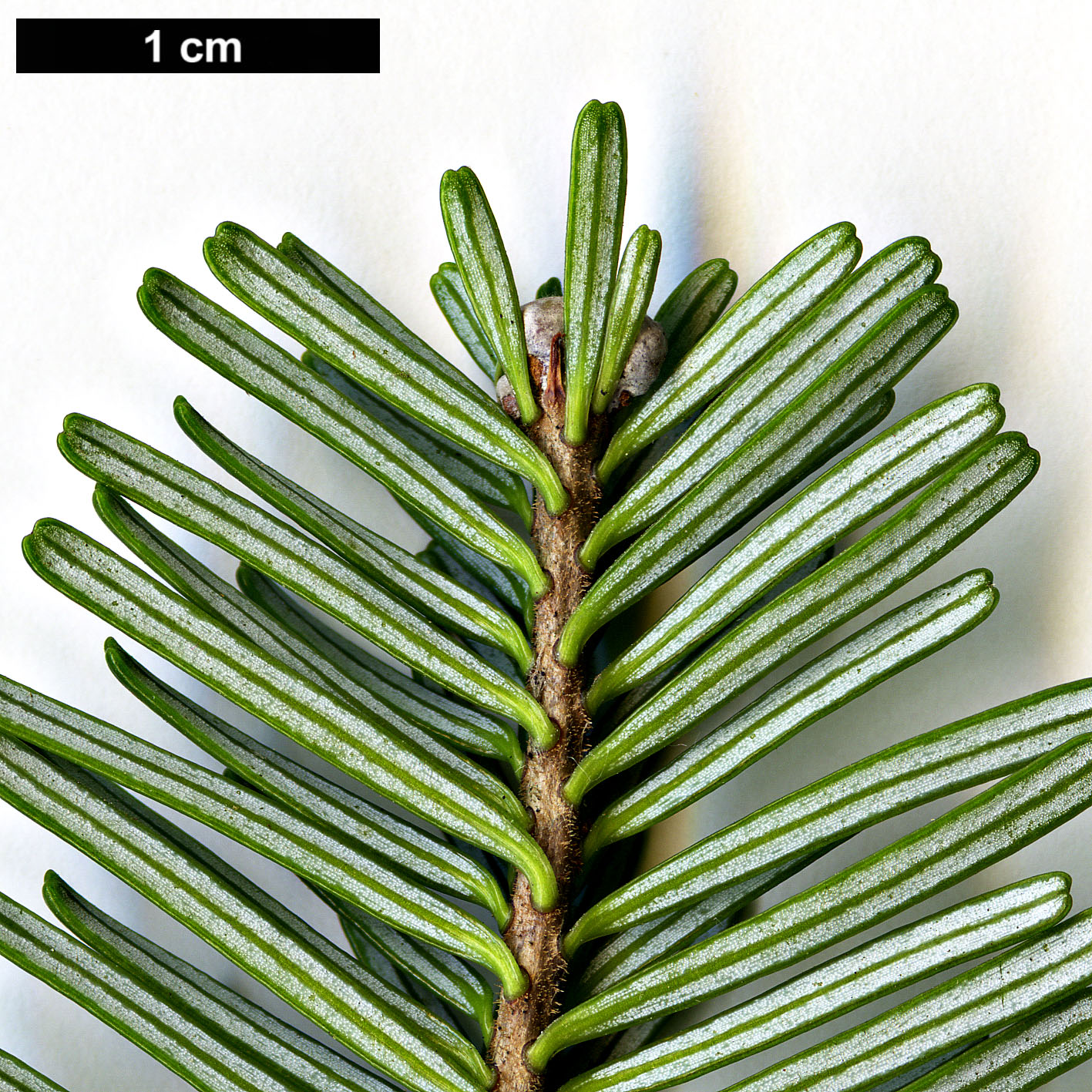 High resolution image: Family: Pinaceae - Genus: Abies - Taxon: amabilis