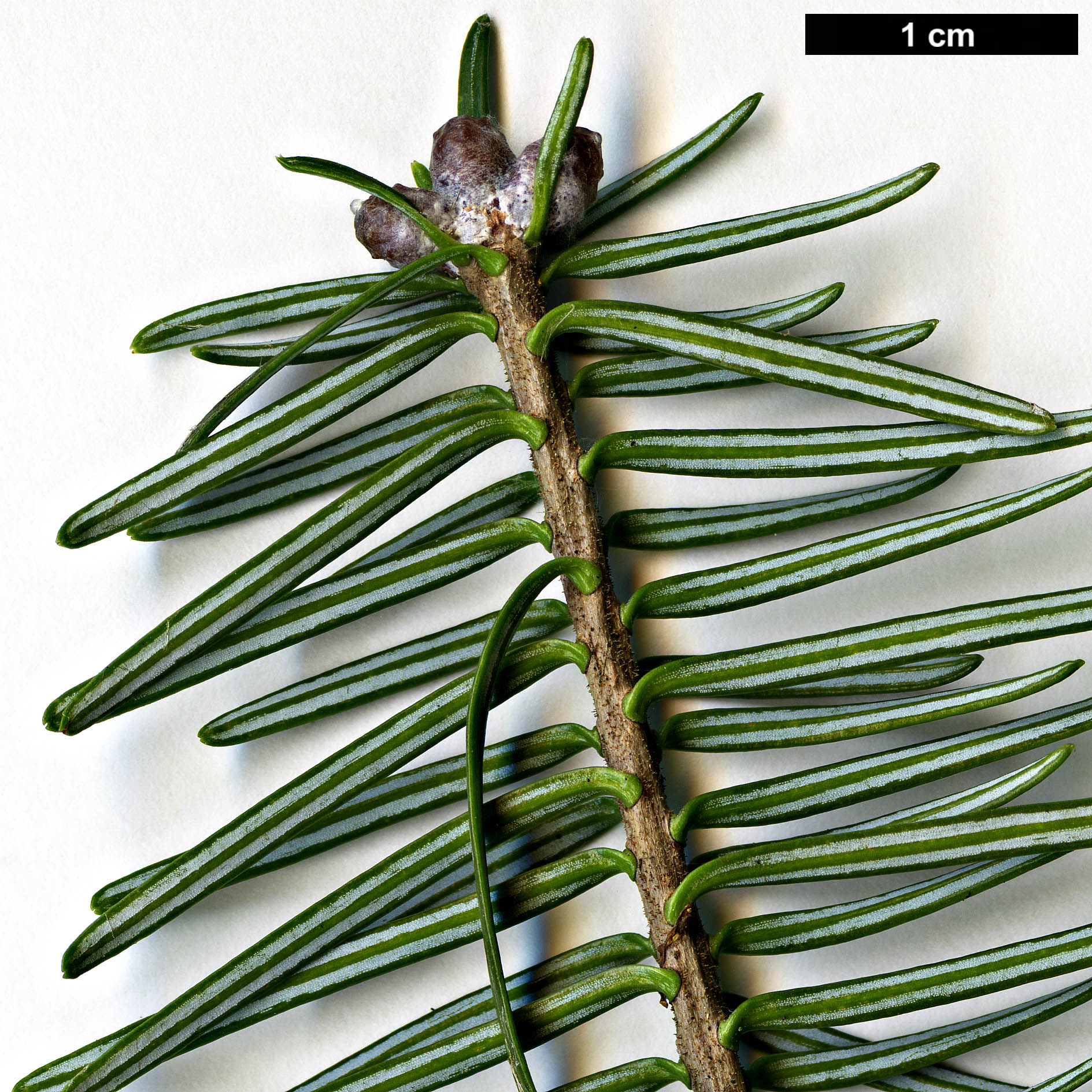 High resolution image: Family: Pinaceae - Genus: Abies - Taxon: balsamea