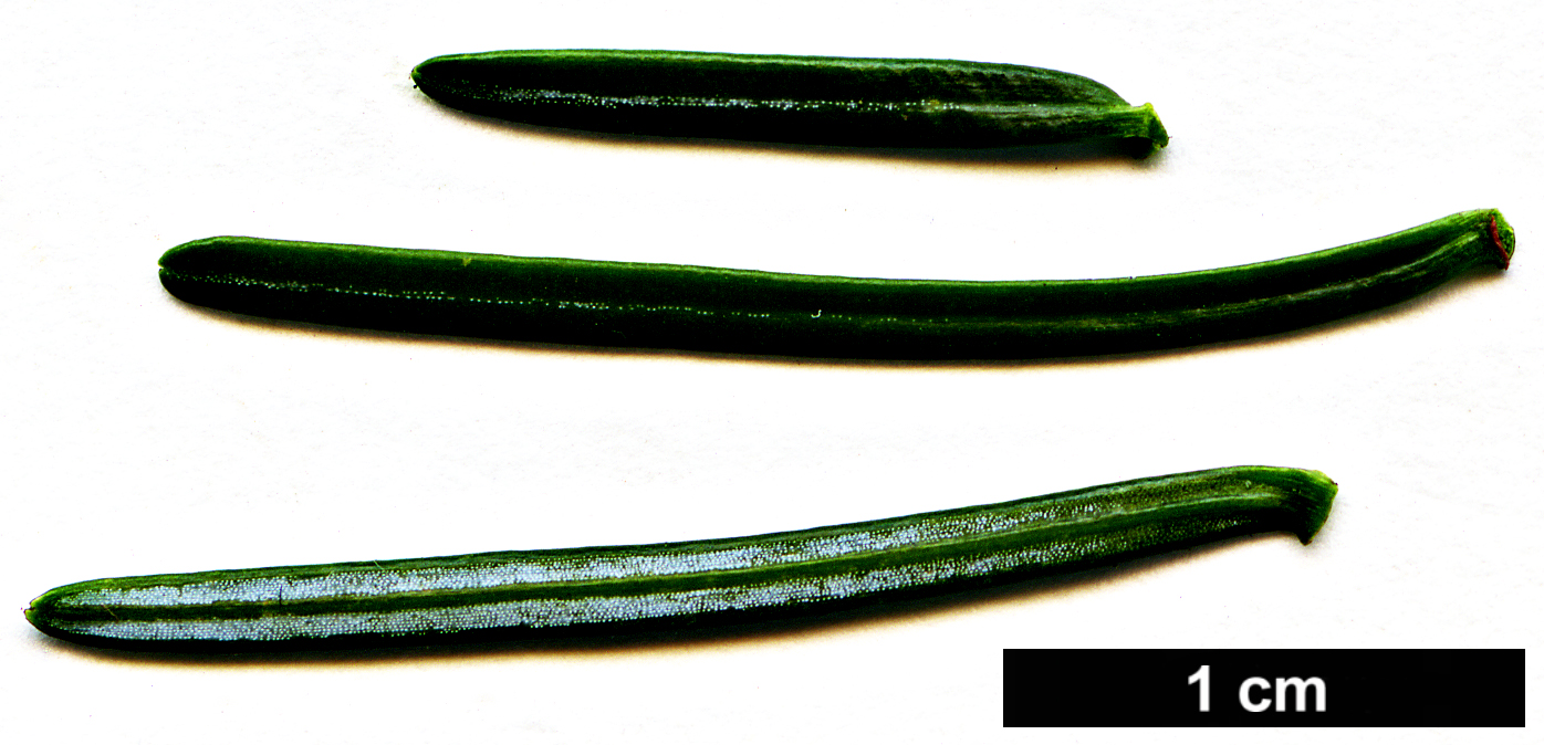 High resolution image: Family: Pinaceae - Genus: Abies - Taxon: balsamea