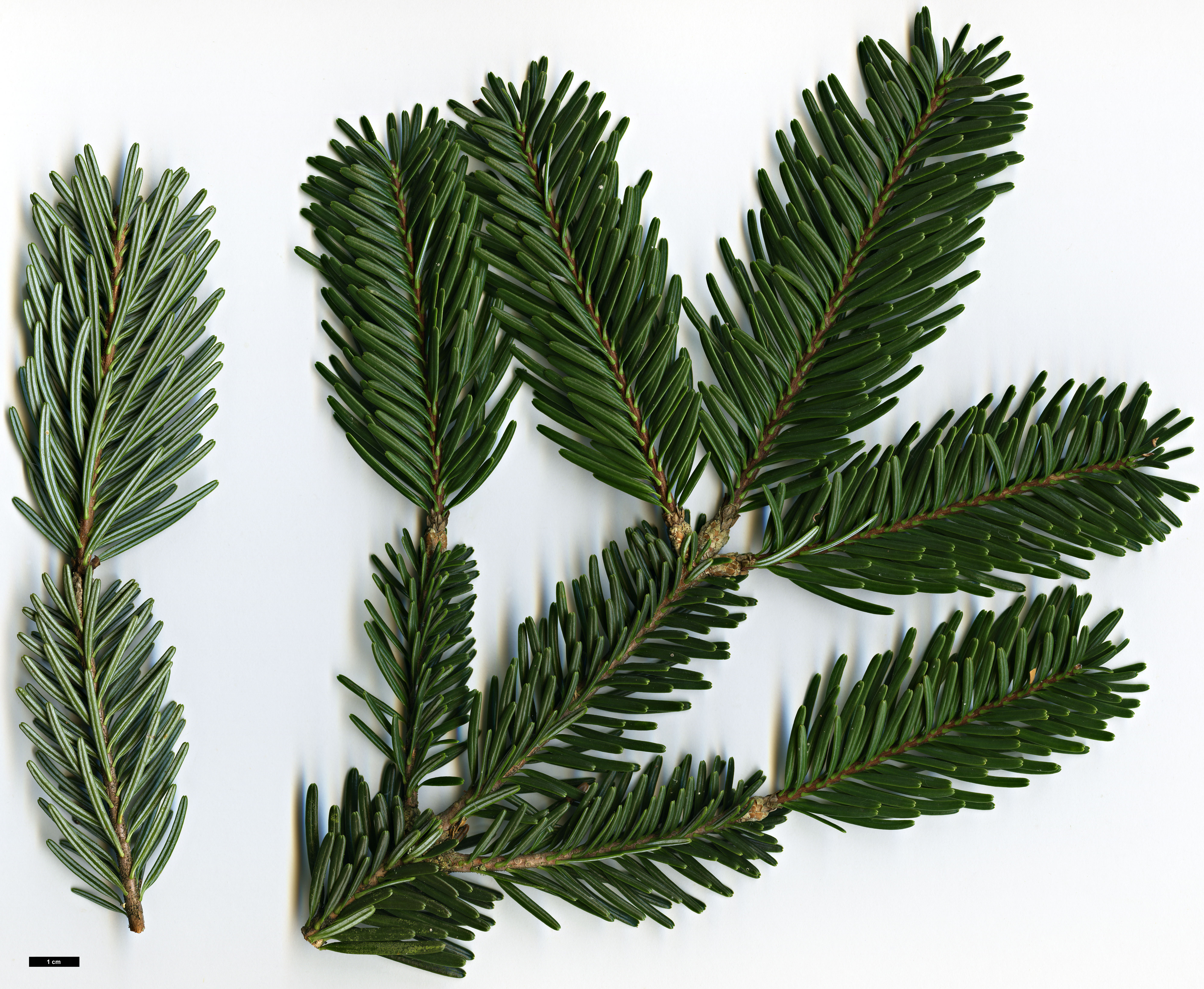High resolution image: Family: Pinaceae - Genus: Abies - Taxon: chengii