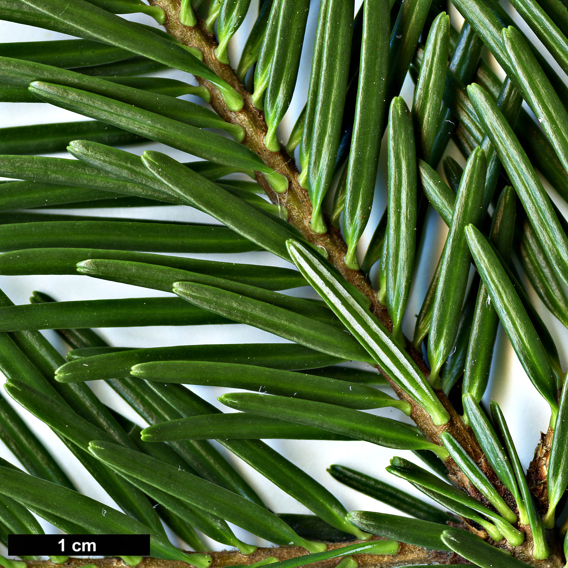 High resolution image: Family: Pinaceae - Genus: Abies - Taxon: cilicica