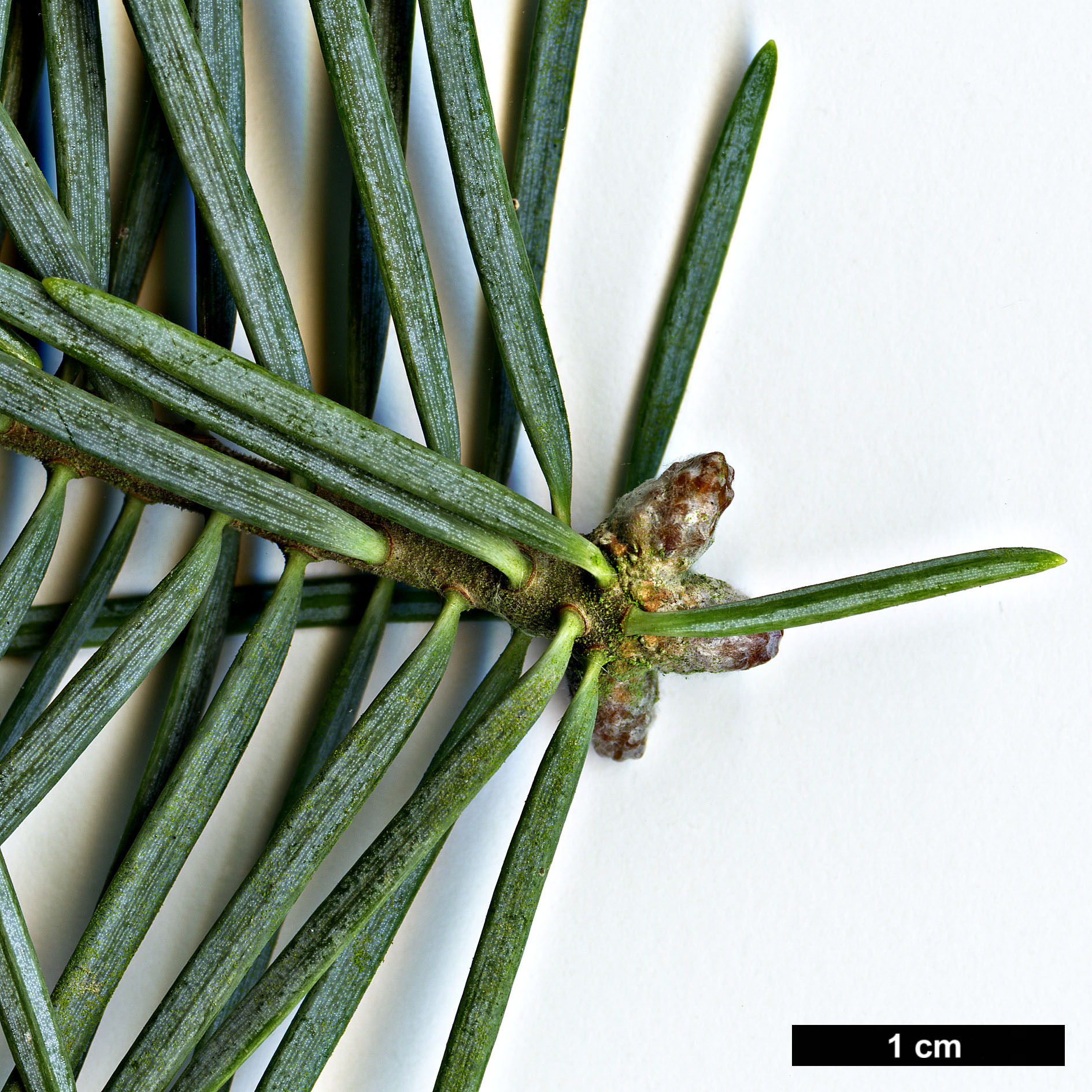 High resolution image: Family: Pinaceae - Genus: Abies - Taxon: concolor - SpeciesSub: 'Argentea'