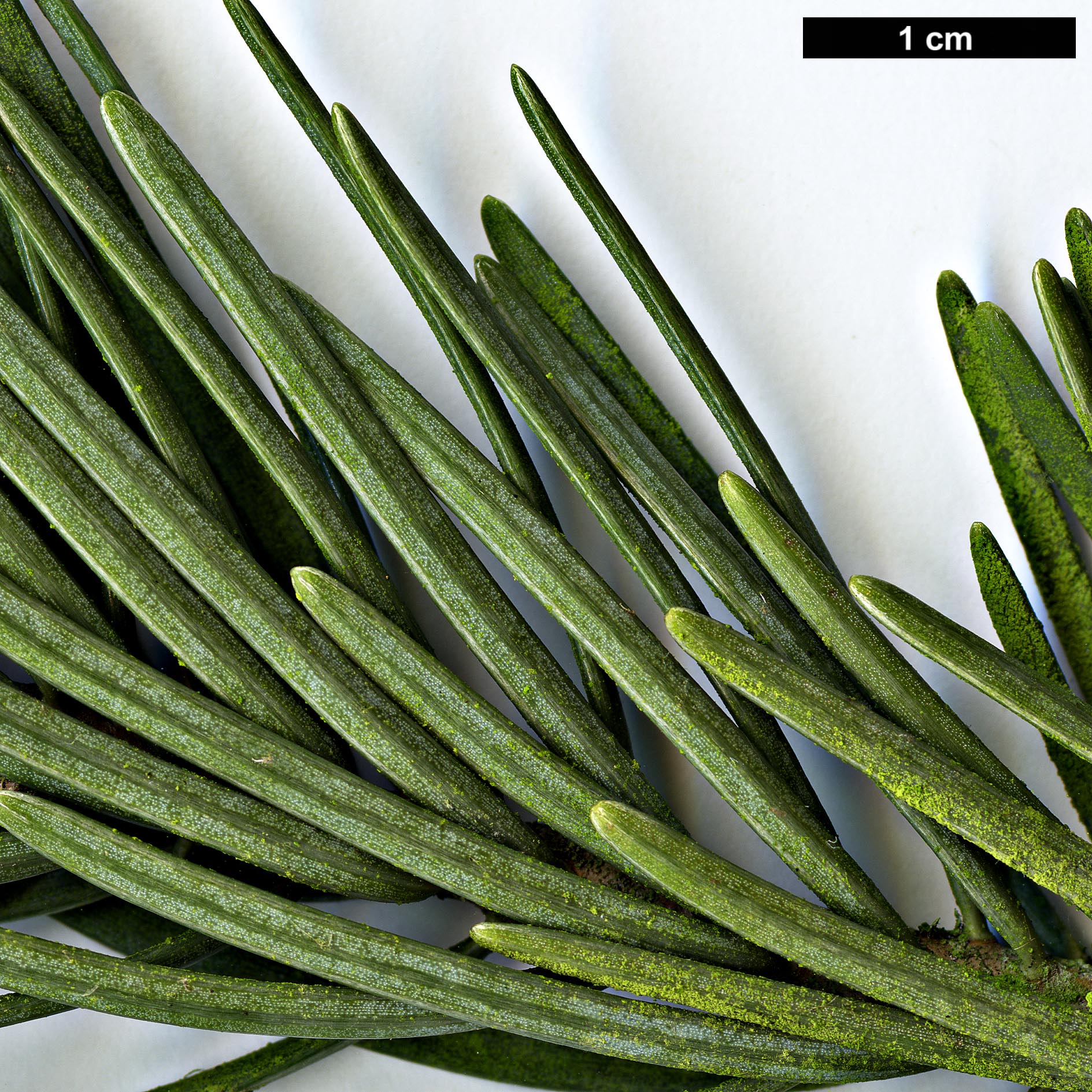 High resolution image: Family: Pinaceae - Genus: Abies - Taxon: concolor - SpeciesSub: 'Compacta'