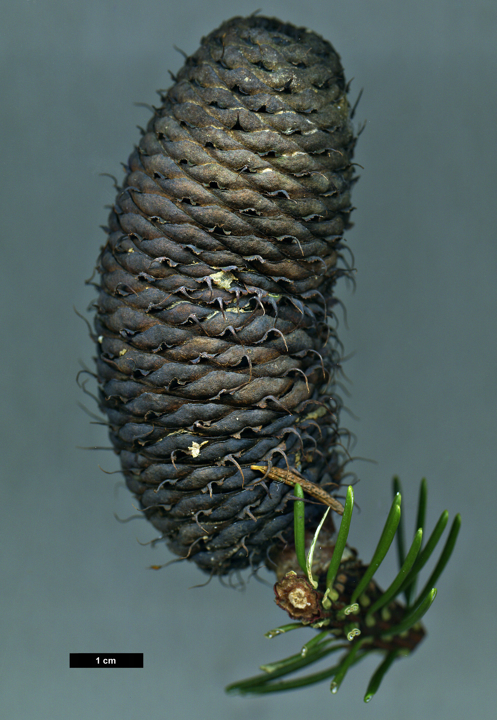 High resolution image: Family: Pinaceae - Genus: Abies - Taxon: delavayi