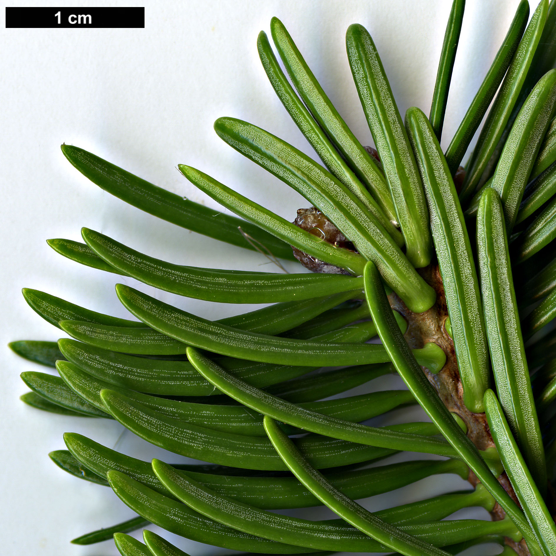 High resolution image: Family: Pinaceae - Genus: Abies - Taxon: gamblei