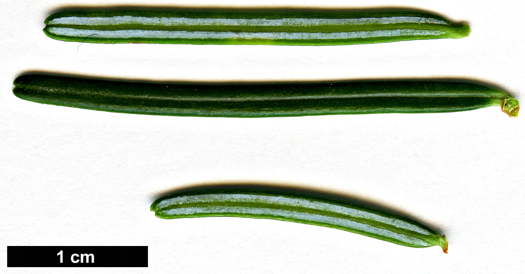 High resolution image: Family: Pinaceae - Genus: Abies - Taxon: grandis
