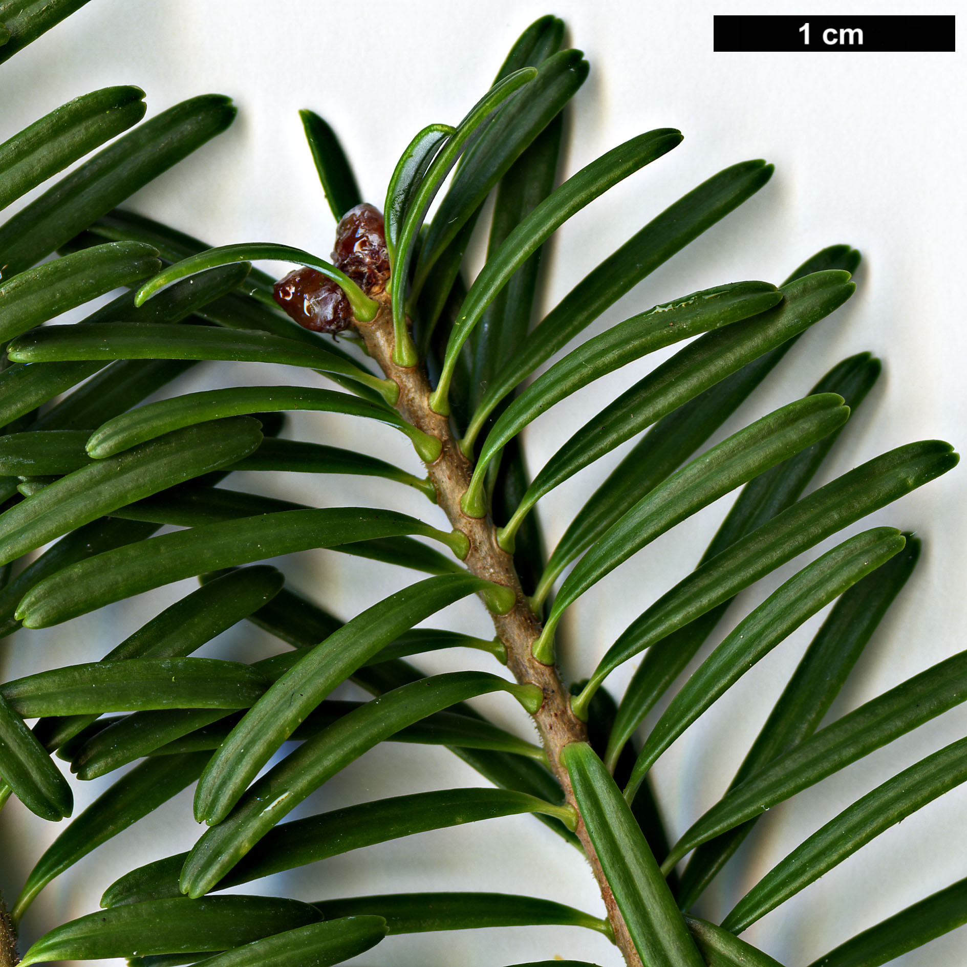 High resolution image: Family: Pinaceae - Genus: Abies - Taxon: koreana