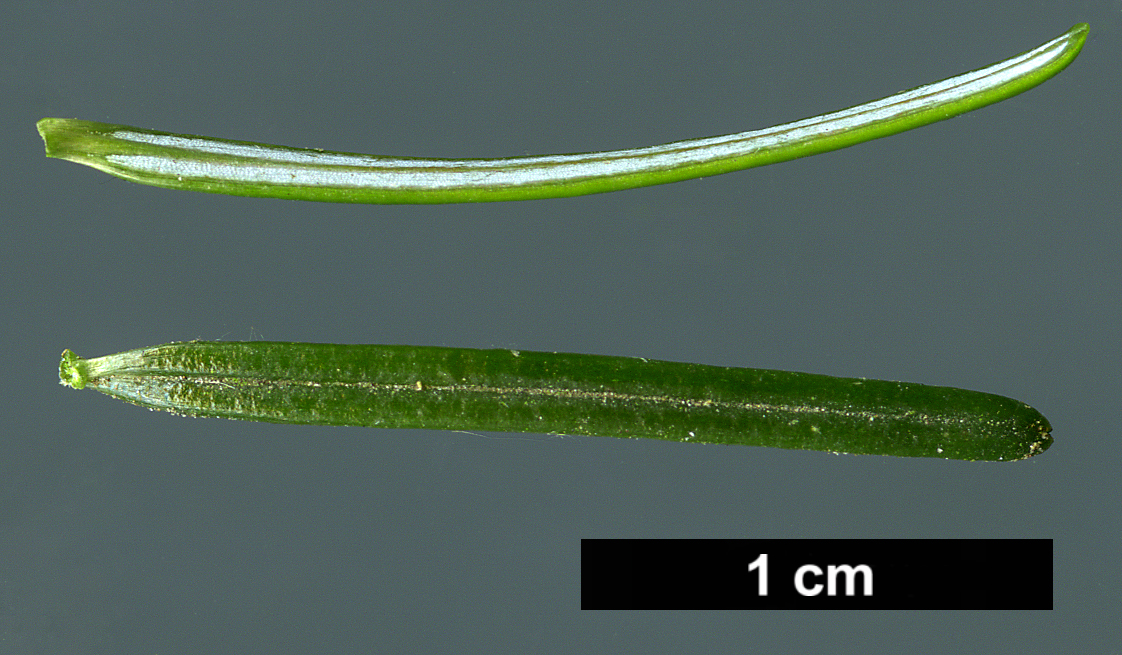 High resolution image: Family: Pinaceae - Genus: Abies - Taxon: mariesii