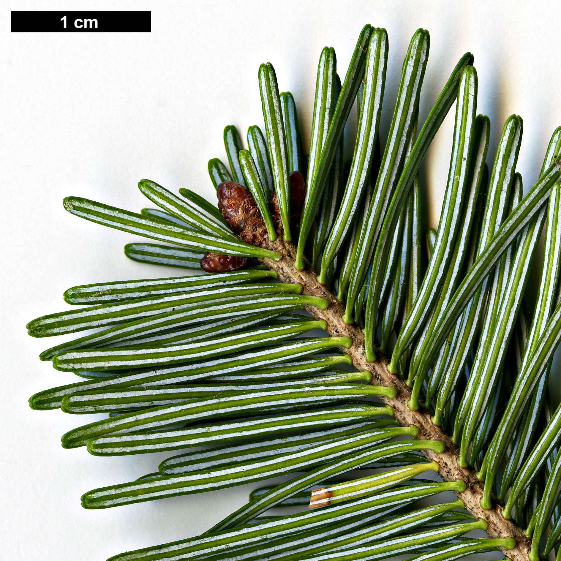 High resolution image: Family: Pinaceae - Genus: Abies - Taxon: nephrolepis