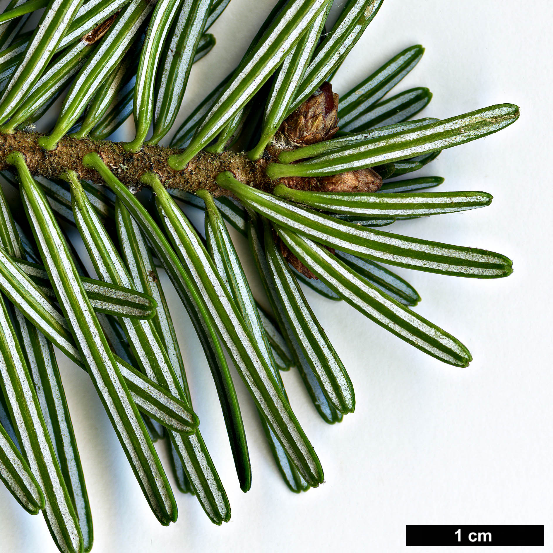 High resolution image: Family: Pinaceae - Genus: Abies - Taxon: nordmanniana
