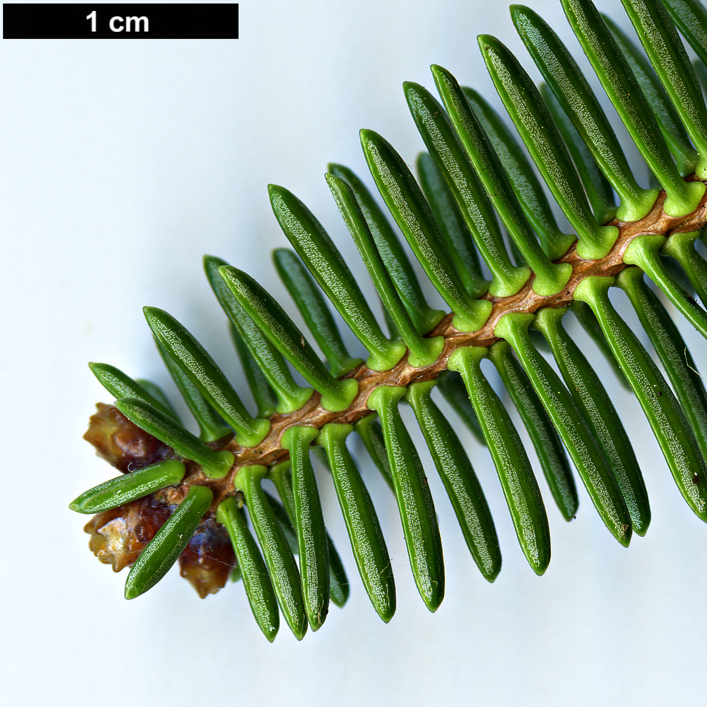 High resolution image: Family: Pinaceae - Genus: Abies - Taxon: pinsapo