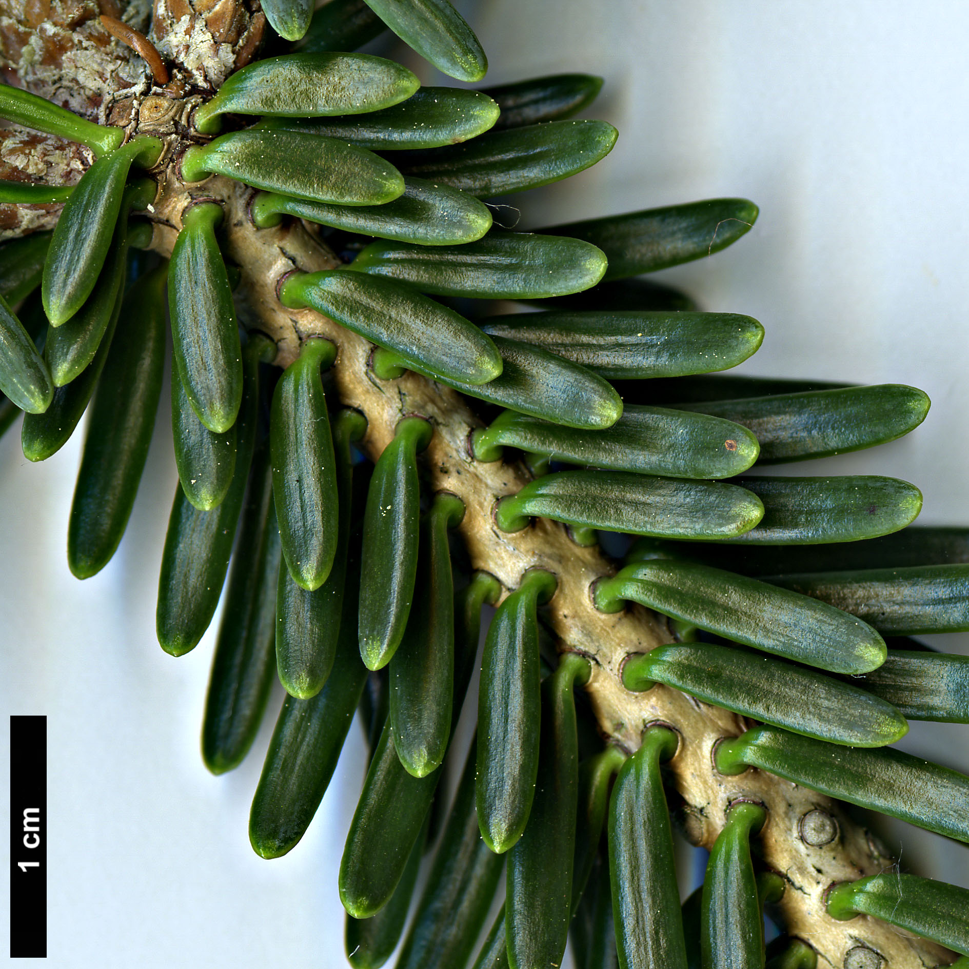 High resolution image: Family: Pinaceae - Genus: Abies - Taxon: recurvata