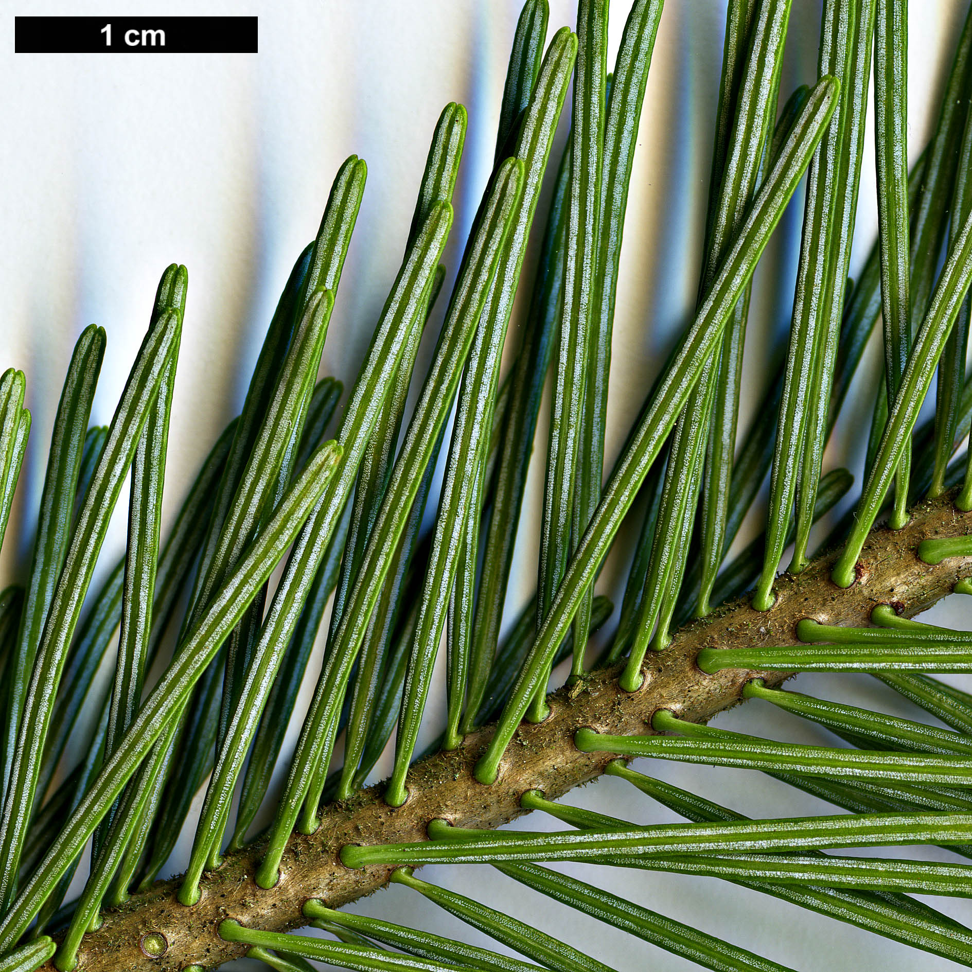 High resolution image: Family: Pinaceae - Genus: Abies - Taxon: sachalinensis