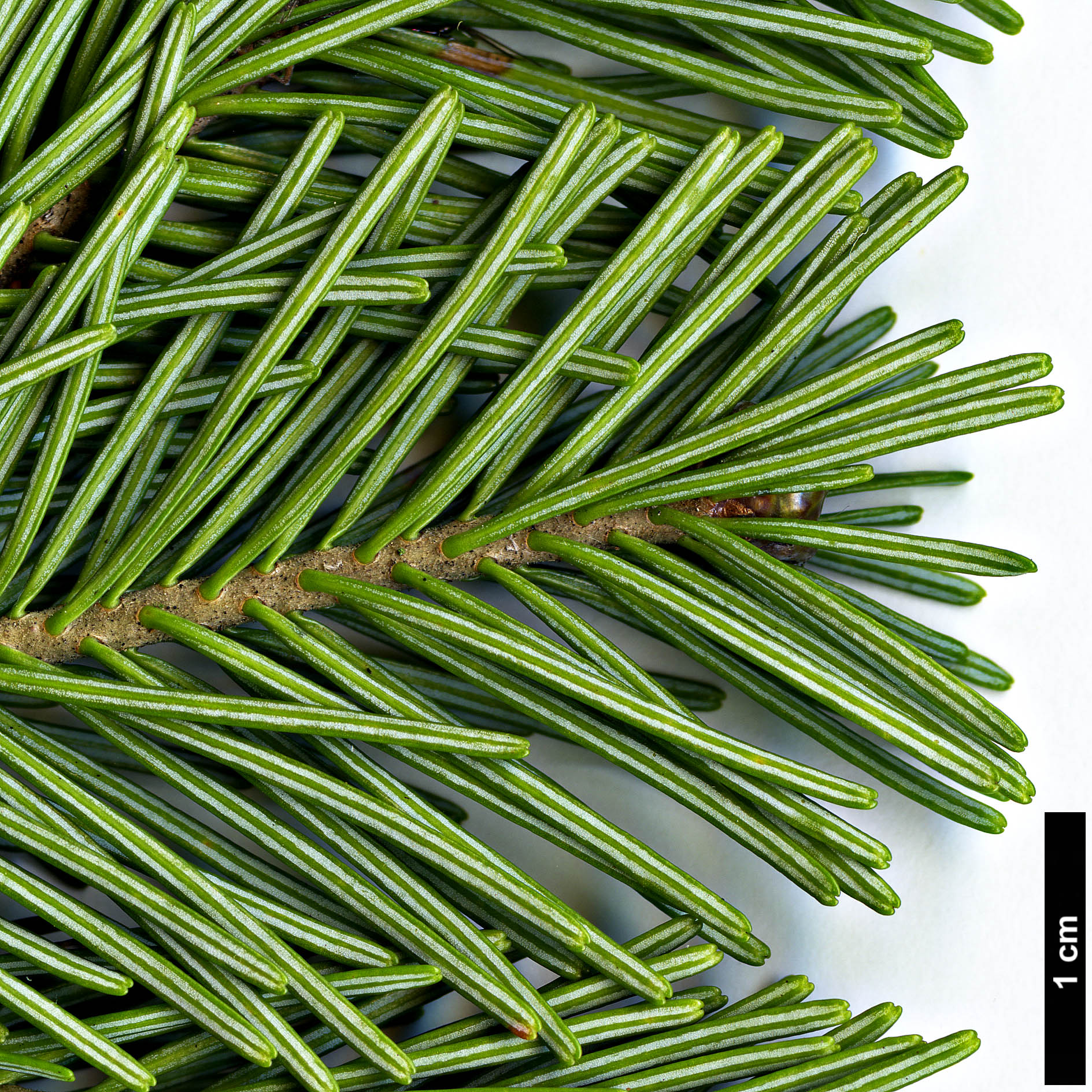 High resolution image: Family: Pinaceae - Genus: Abies - Taxon: sibirica