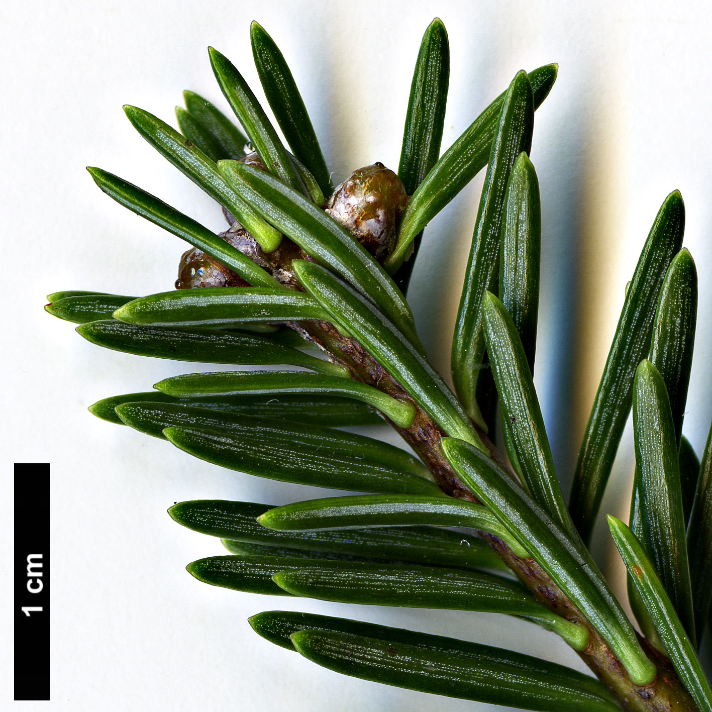 High resolution image: Family: Pinaceae - Genus: Abies - Taxon: vejarii