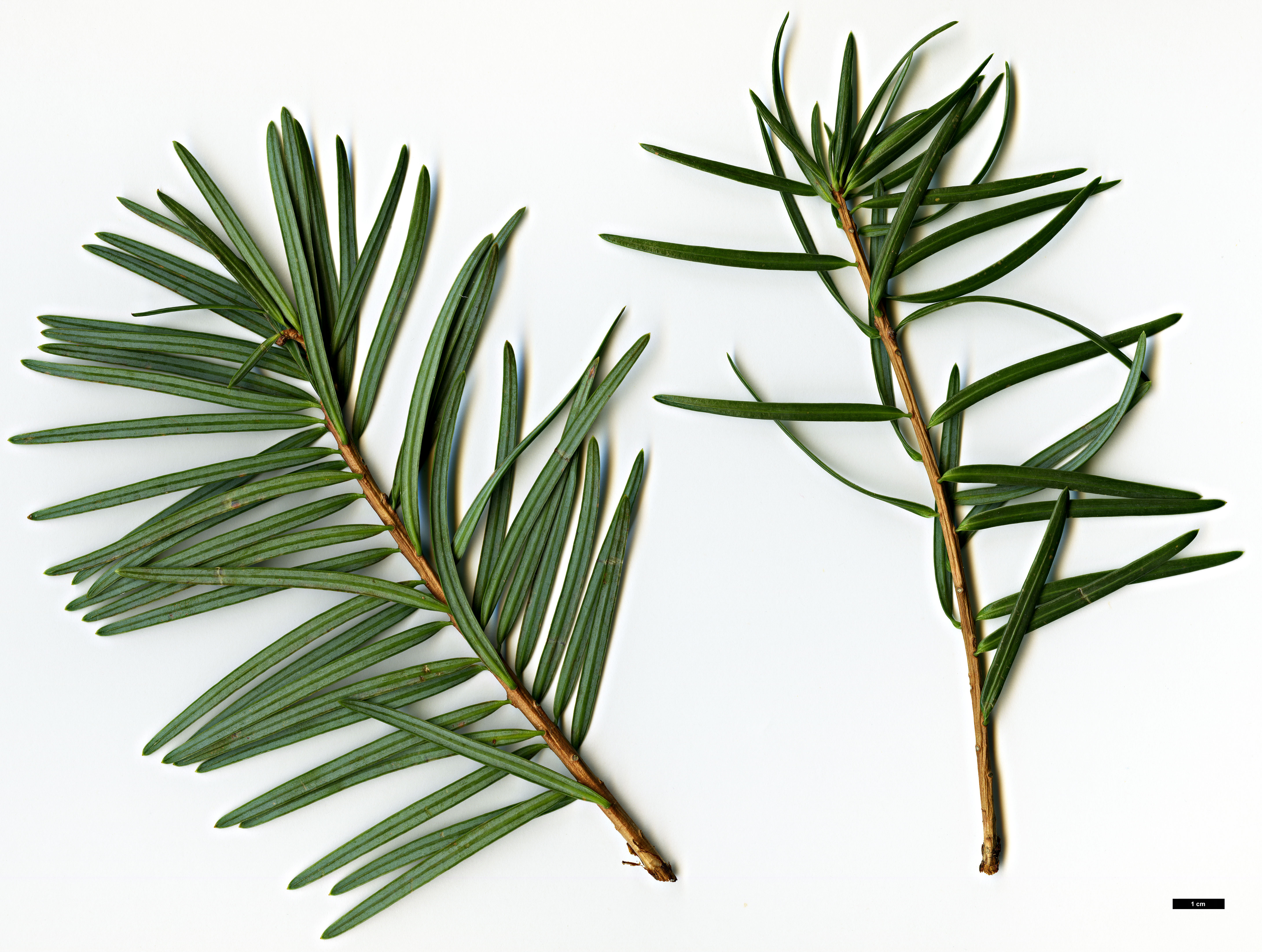 High resolution image: Family: Pinaceae - Genus: Keteleeria - Taxon: evelyniana