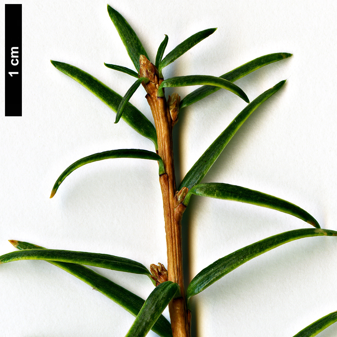 High resolution image: Family: Pinaceae - Genus: Nothotsuga - Taxon: longibracteata