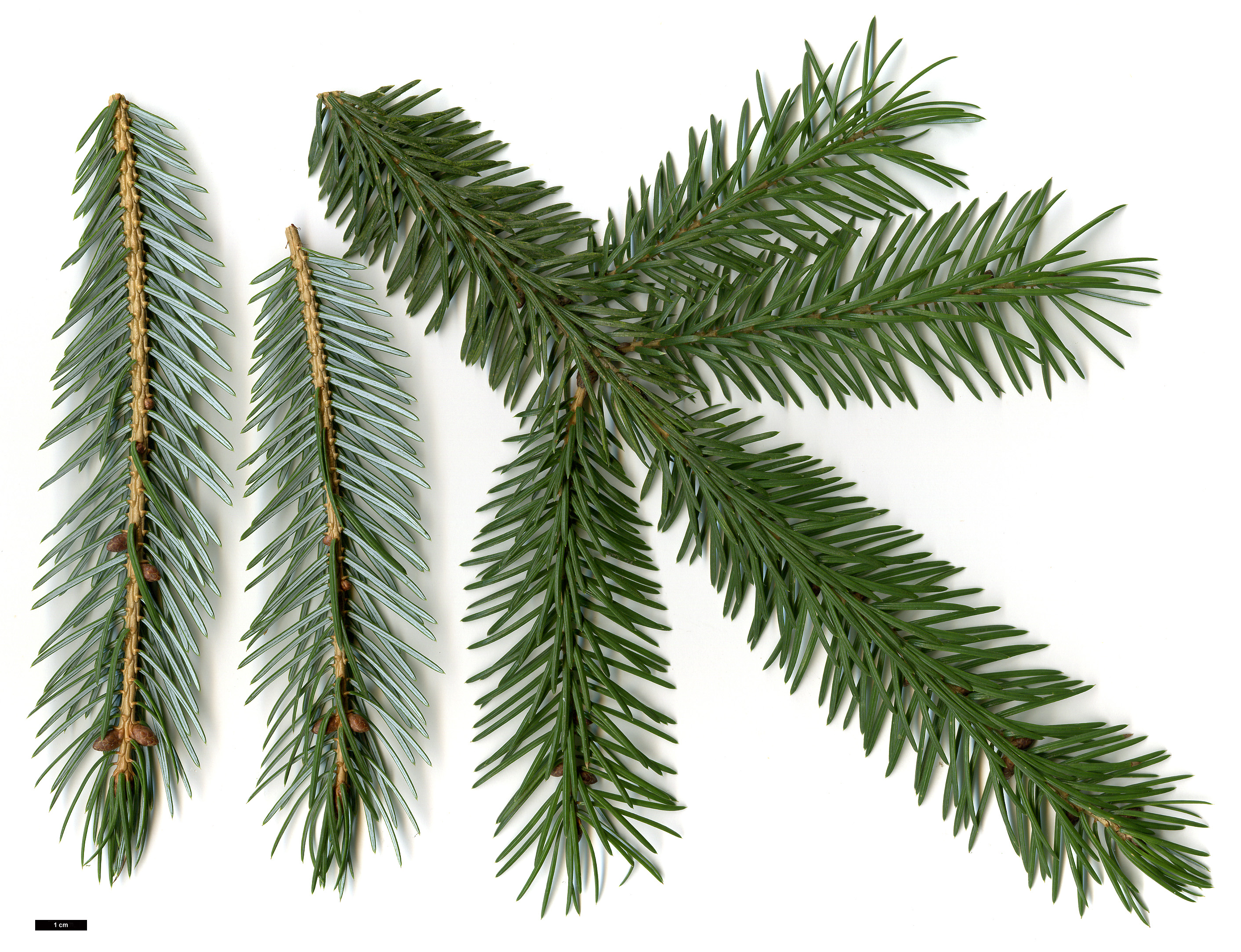 High resolution image: Family: Pinaceae - Genus: Picea - Taxon: brachytyla
