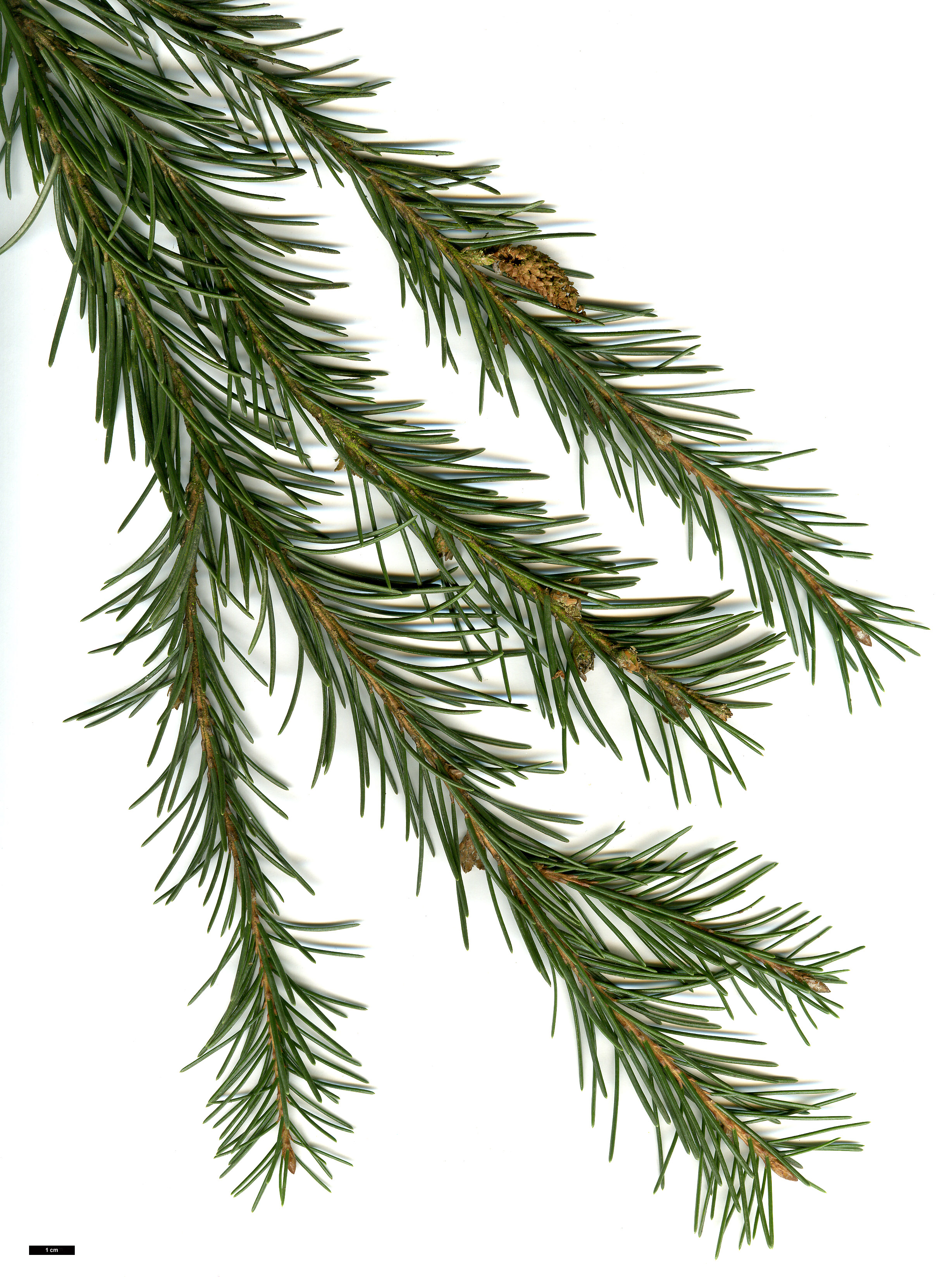 High resolution image: Family: Pinaceae - Genus: Picea - Taxon: breweriana