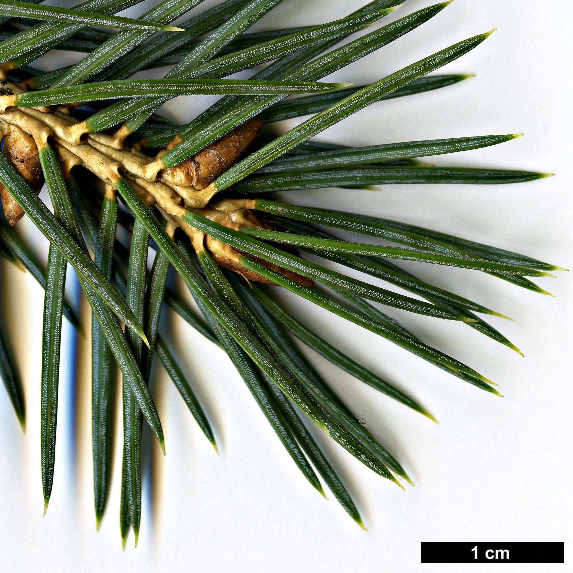 High resolution image: Family: Pinaceae - Genus: Picea - Taxon: chihuahuana