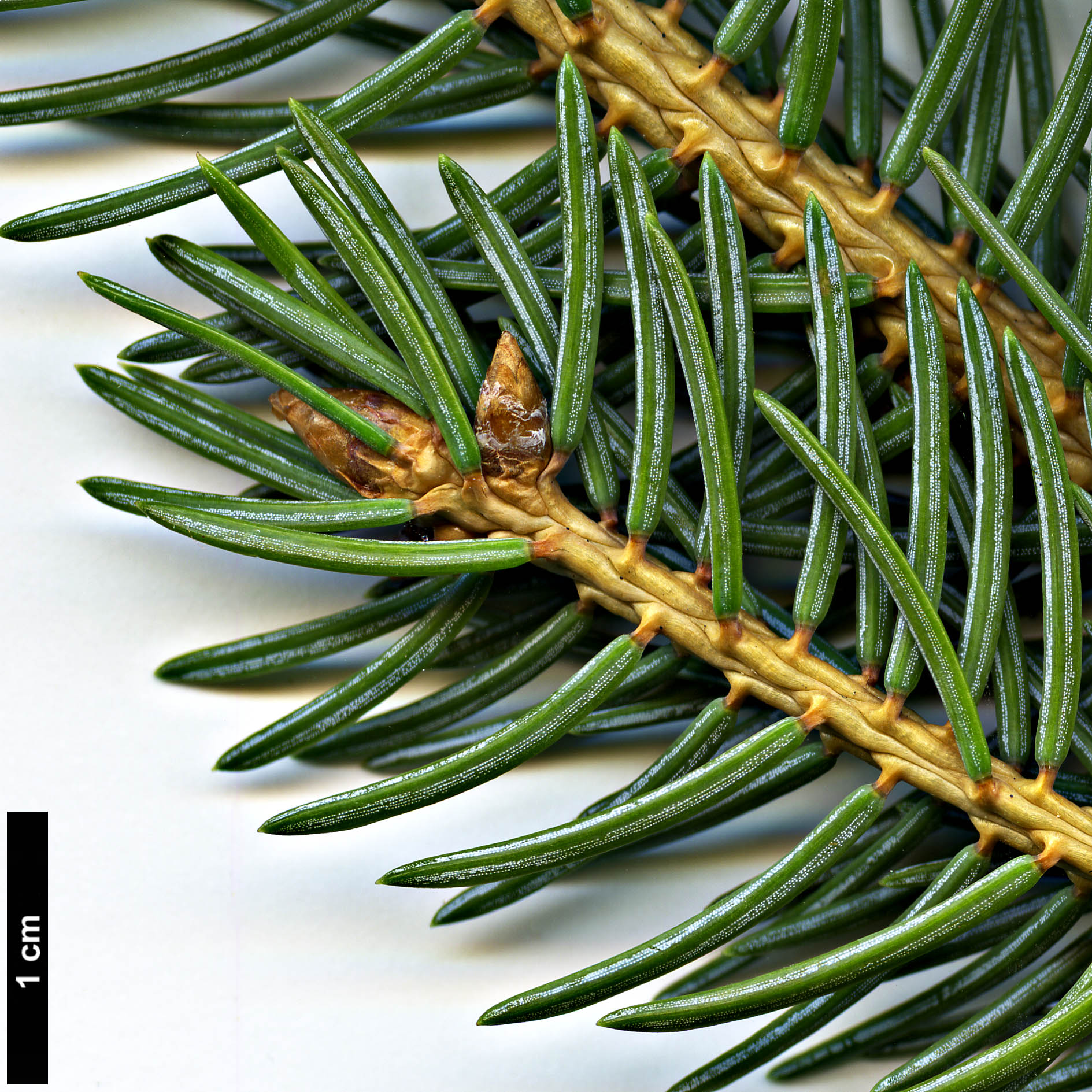 High resolution image: Family: Pinaceae - Genus: Picea - Taxon: crassifolia