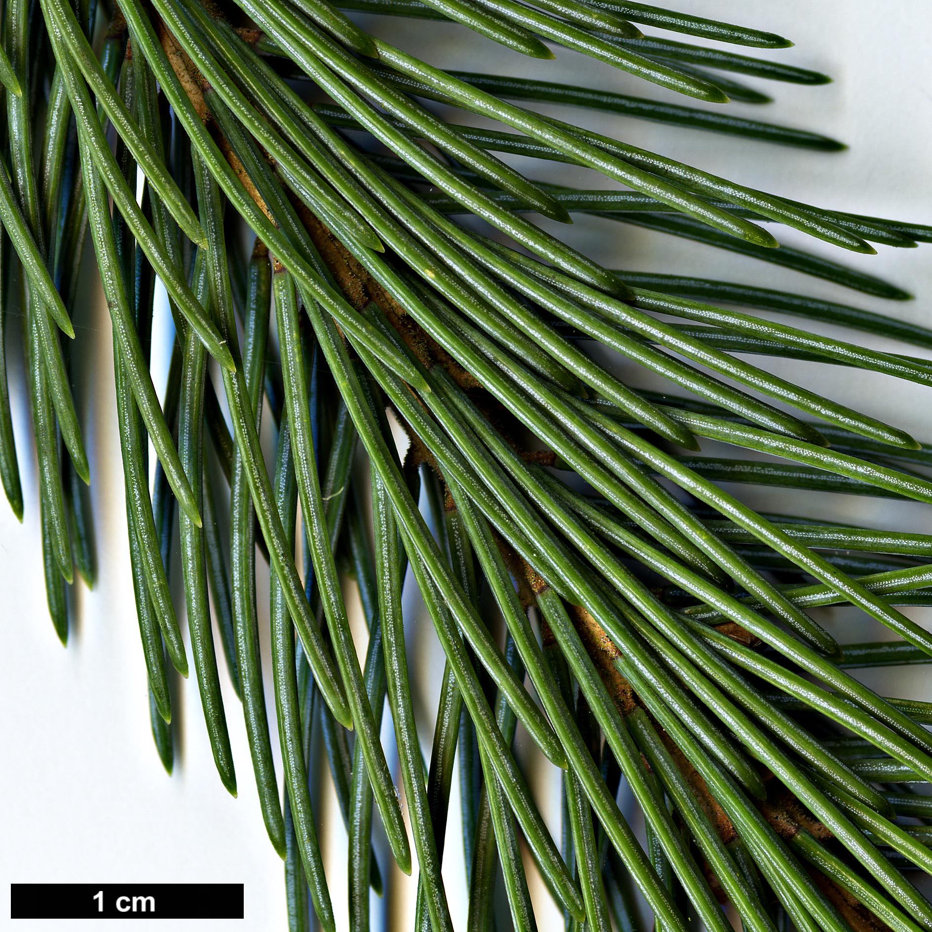 High resolution image: Family: Pinaceae - Genus: Picea - Taxon: engelmannii