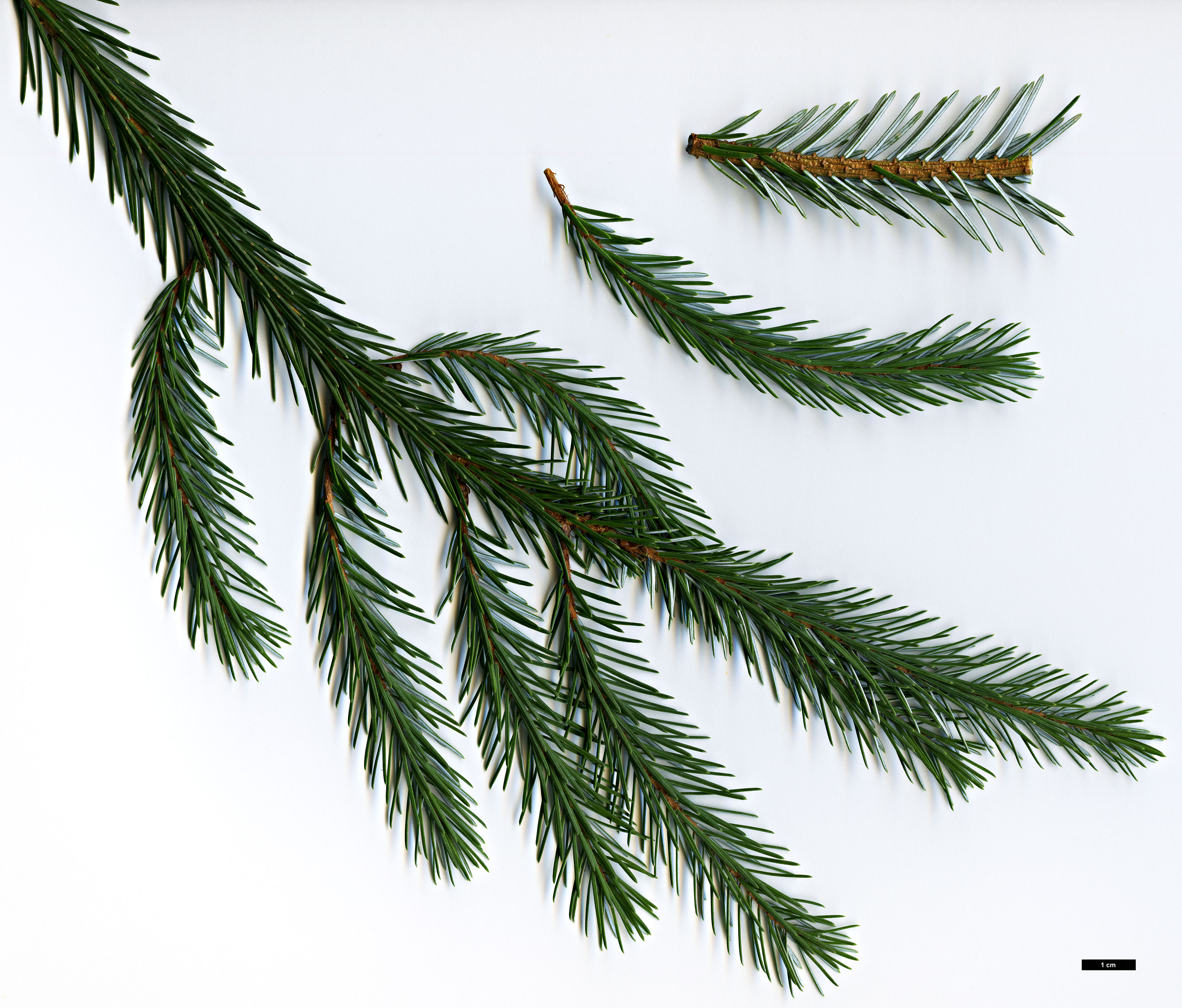 High resolution image: Family: Pinaceae - Genus: Picea - Taxon: farreri