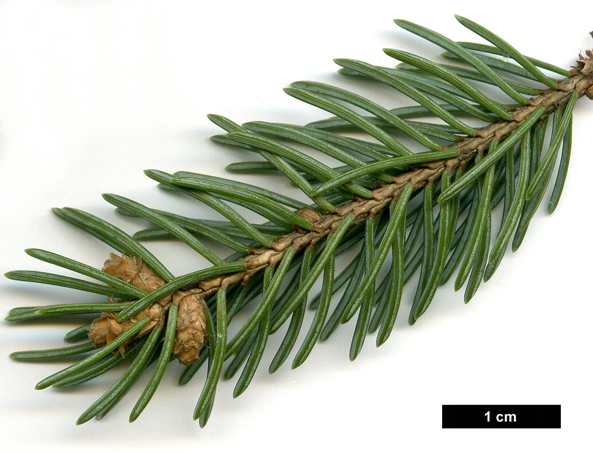 High resolution image: Family: Pinaceae - Genus: Picea - Taxon: glauca