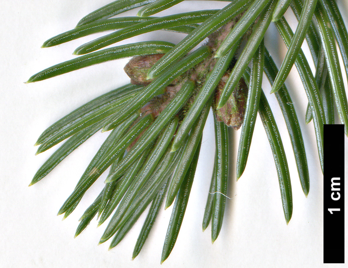 High resolution image: Family: Pinaceae - Genus: Picea - Taxon: glehnii
