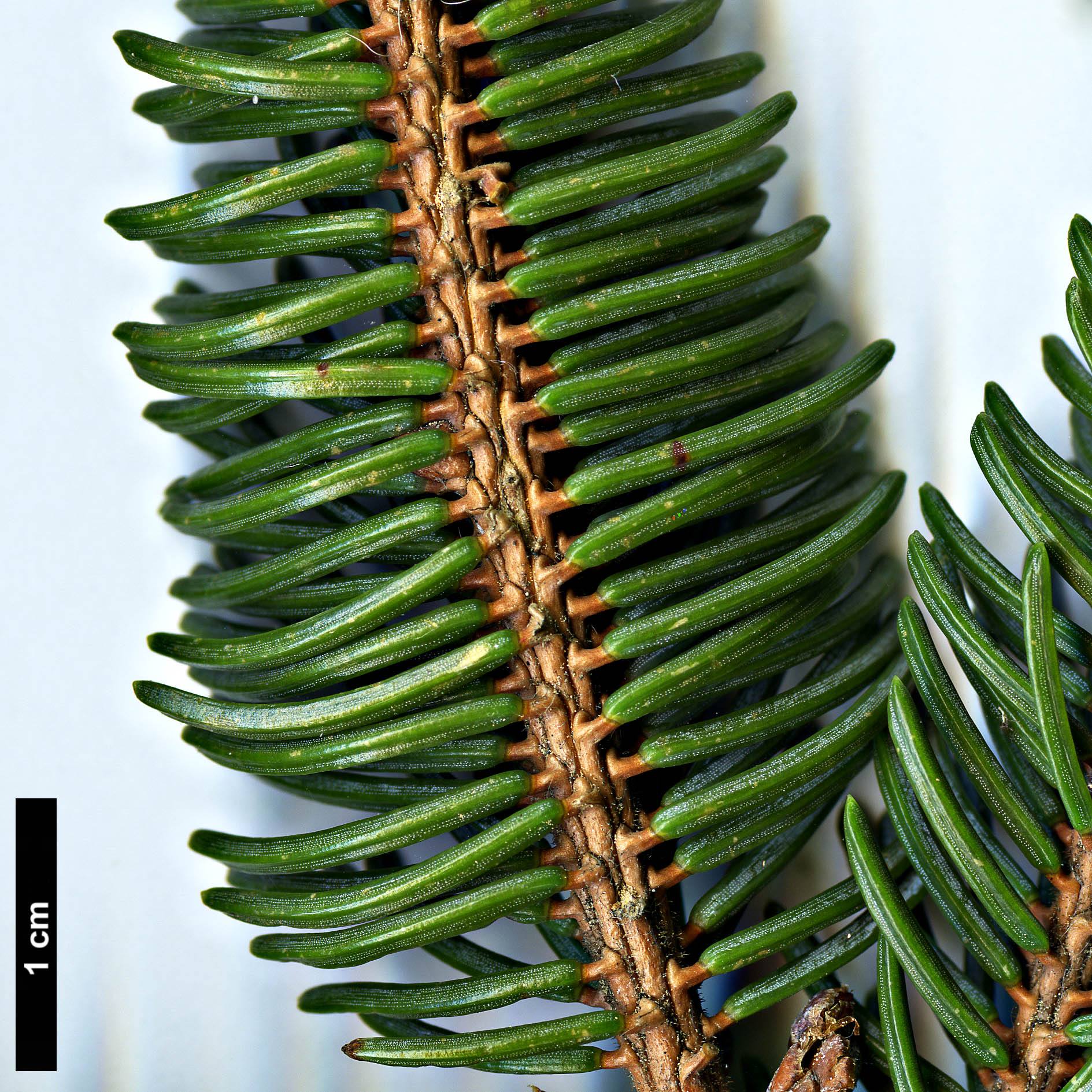 High resolution image: Family: Pinaceae - Genus: Picea - Taxon: koyamae
