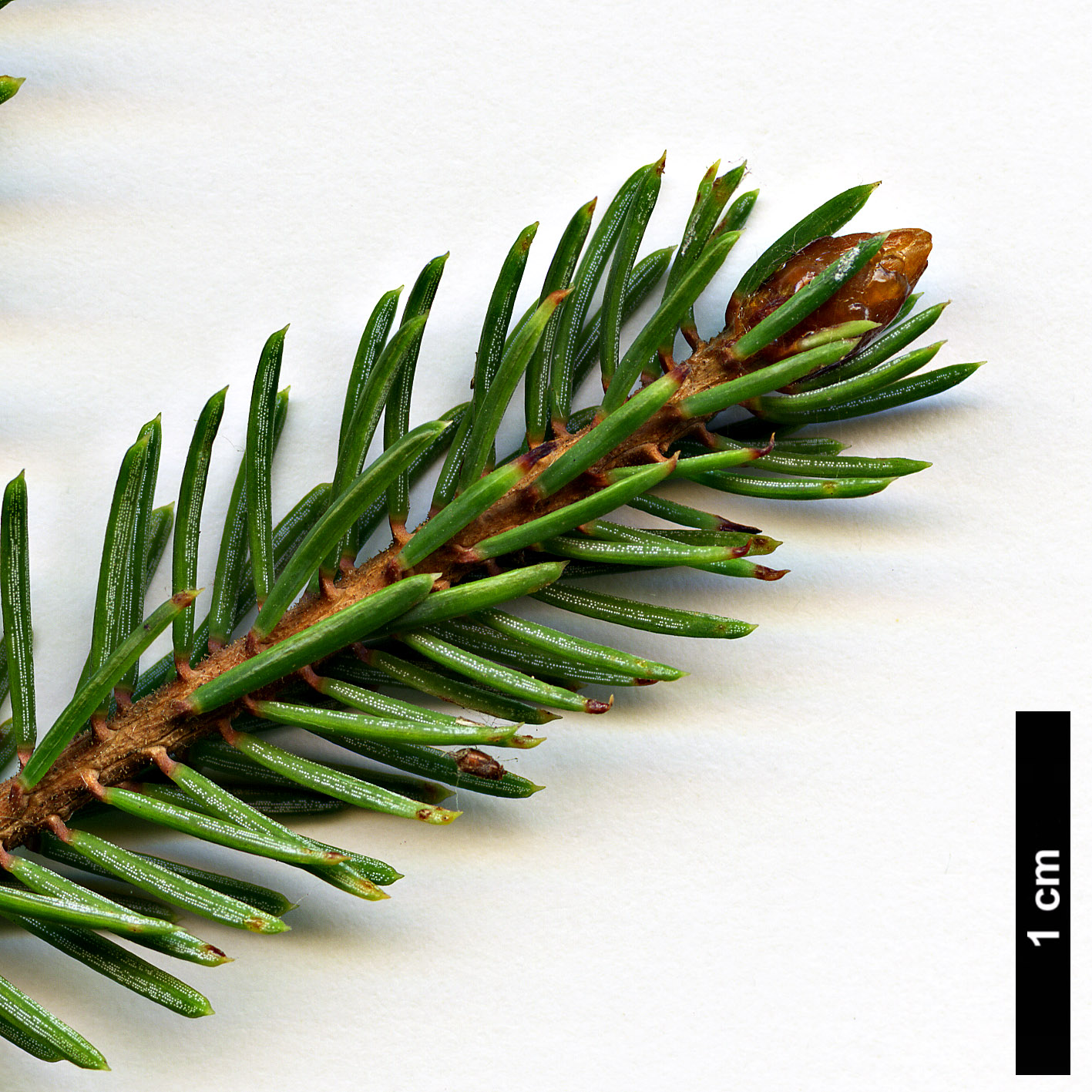 High resolution image: Family: Pinaceae - Genus: Picea - Taxon: linzhiensis