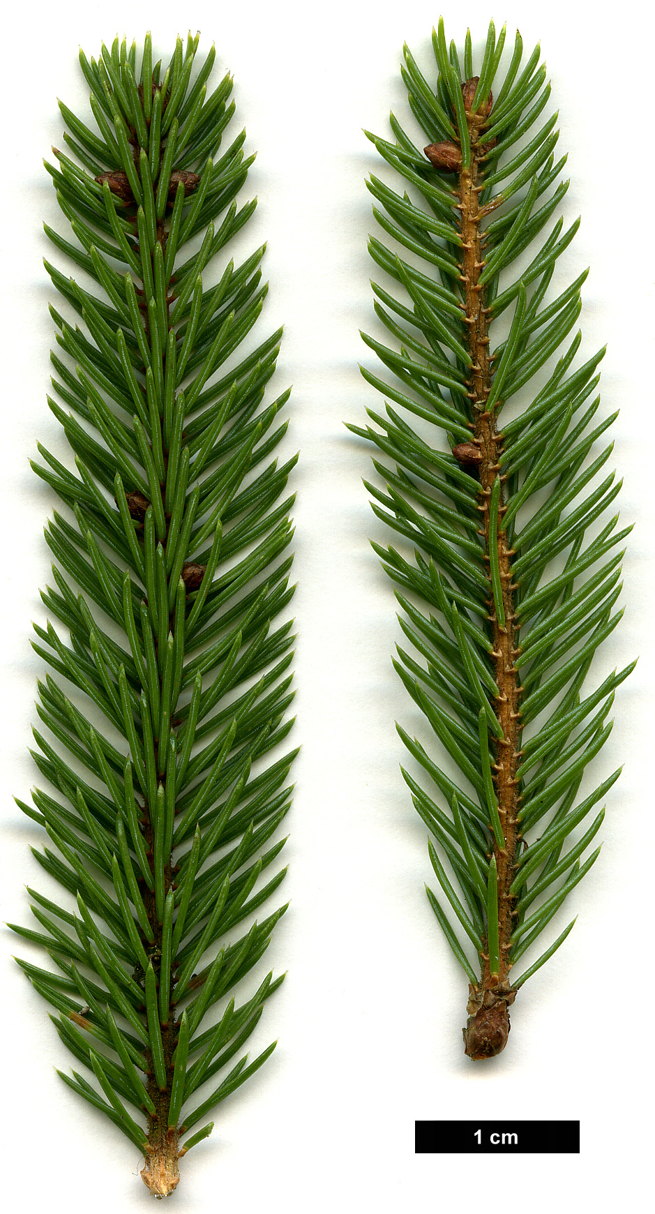 High resolution image: Family: Pinaceae - Genus: Picea - Taxon: mariana - SpeciesSub: 'Doumetii'