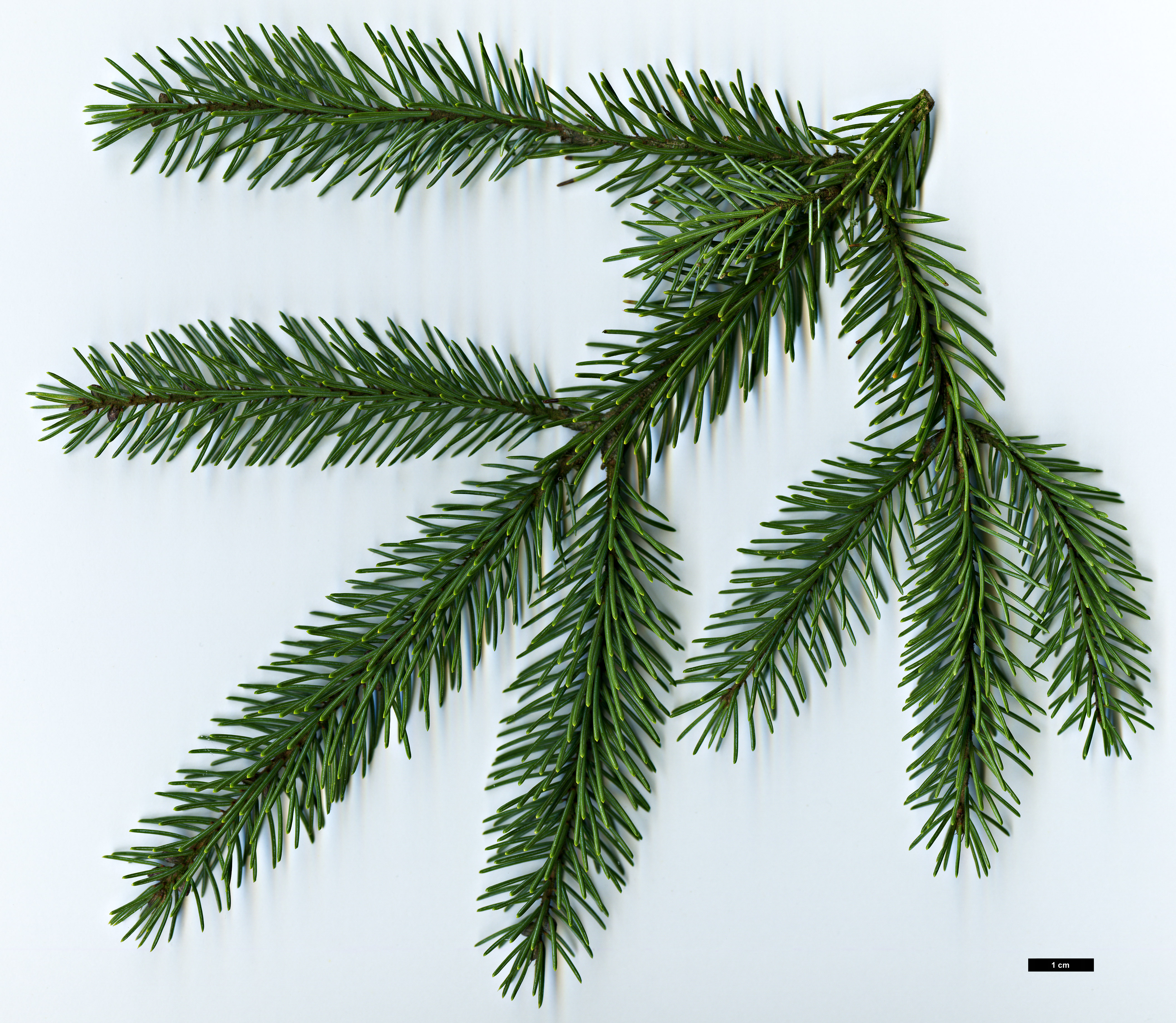 High resolution image: Family: Pinaceae - Genus: Picea - Taxon: mariana