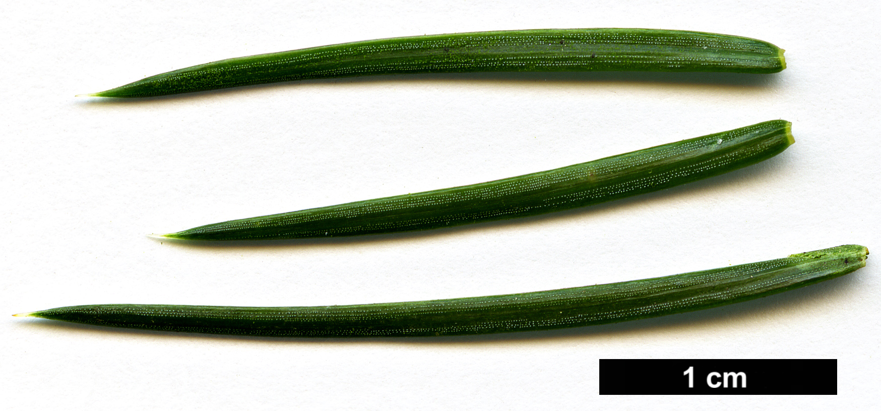 High resolution image: Family: Pinaceae - Genus: Picea - Taxon: martinezii