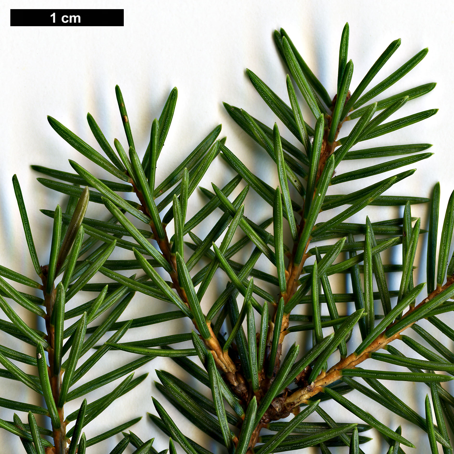 High resolution image: Family: Pinaceae - Genus: Picea - Taxon: maximowiczii