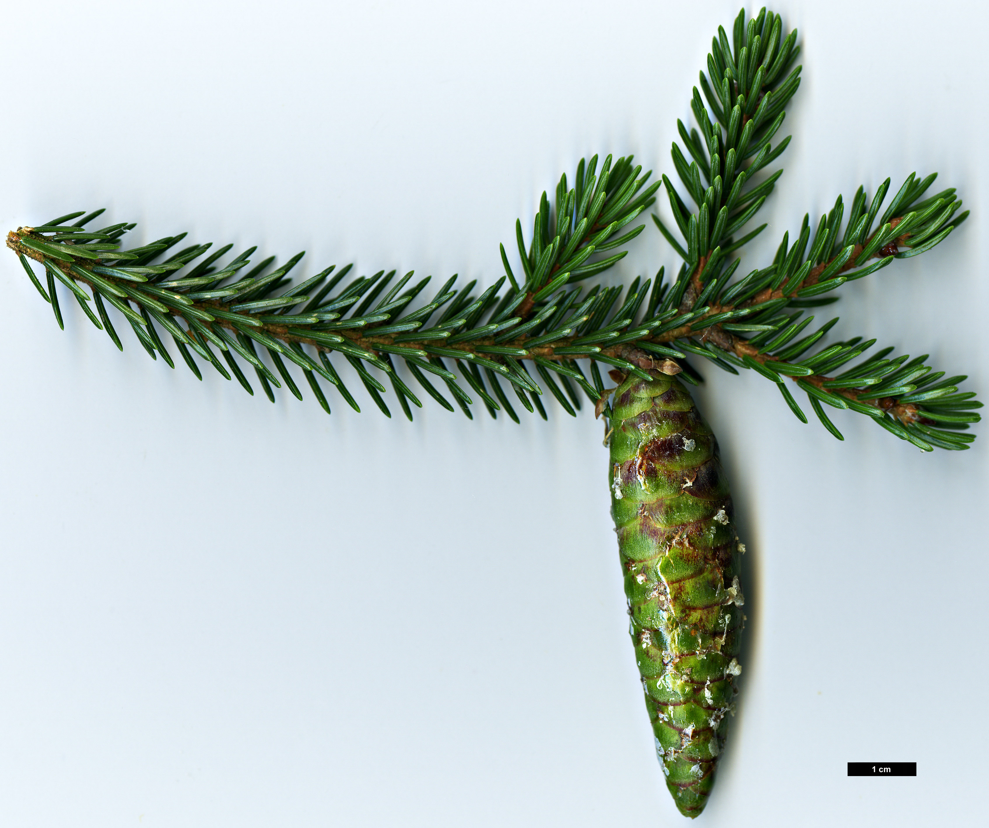 High resolution image: Family: Pinaceae - Genus: Picea - Taxon: maximowiczii