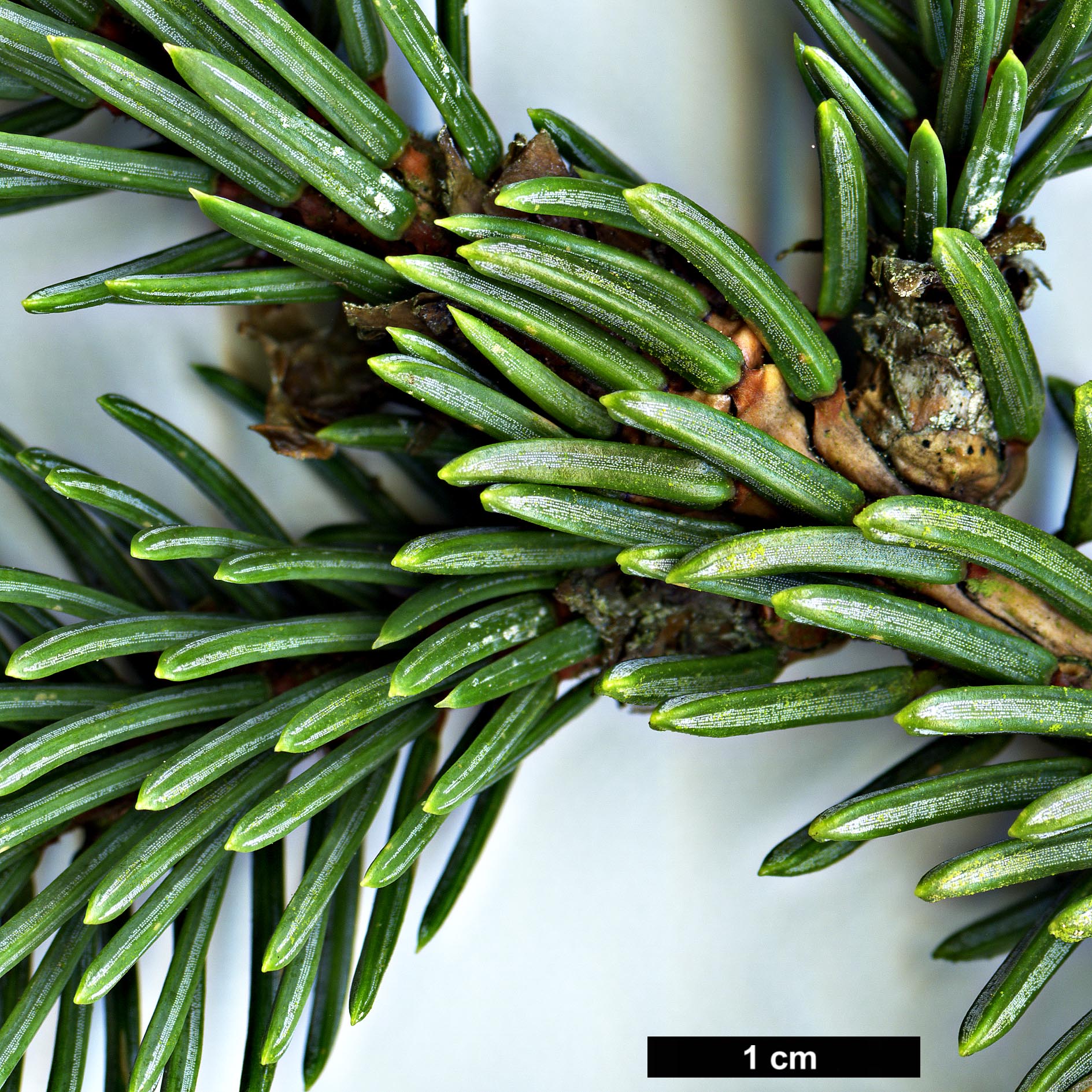 High resolution image: Family: Pinaceae - Genus: Picea - Taxon: meyeri