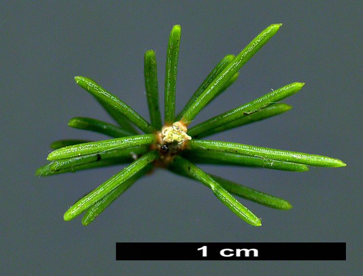 High resolution image: Family: Pinaceae - Genus: Picea - Taxon: morrisonicola