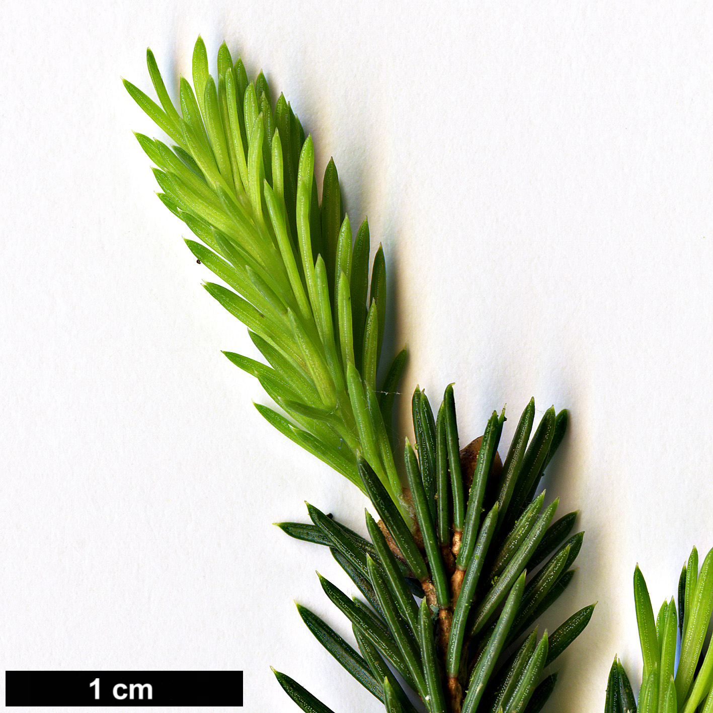 High resolution image: Family: Pinaceae - Genus: Picea - Taxon: obovata