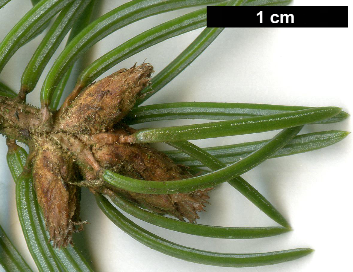 High resolution image: Family: Pinaceae - Genus: Picea - Taxon: omorika