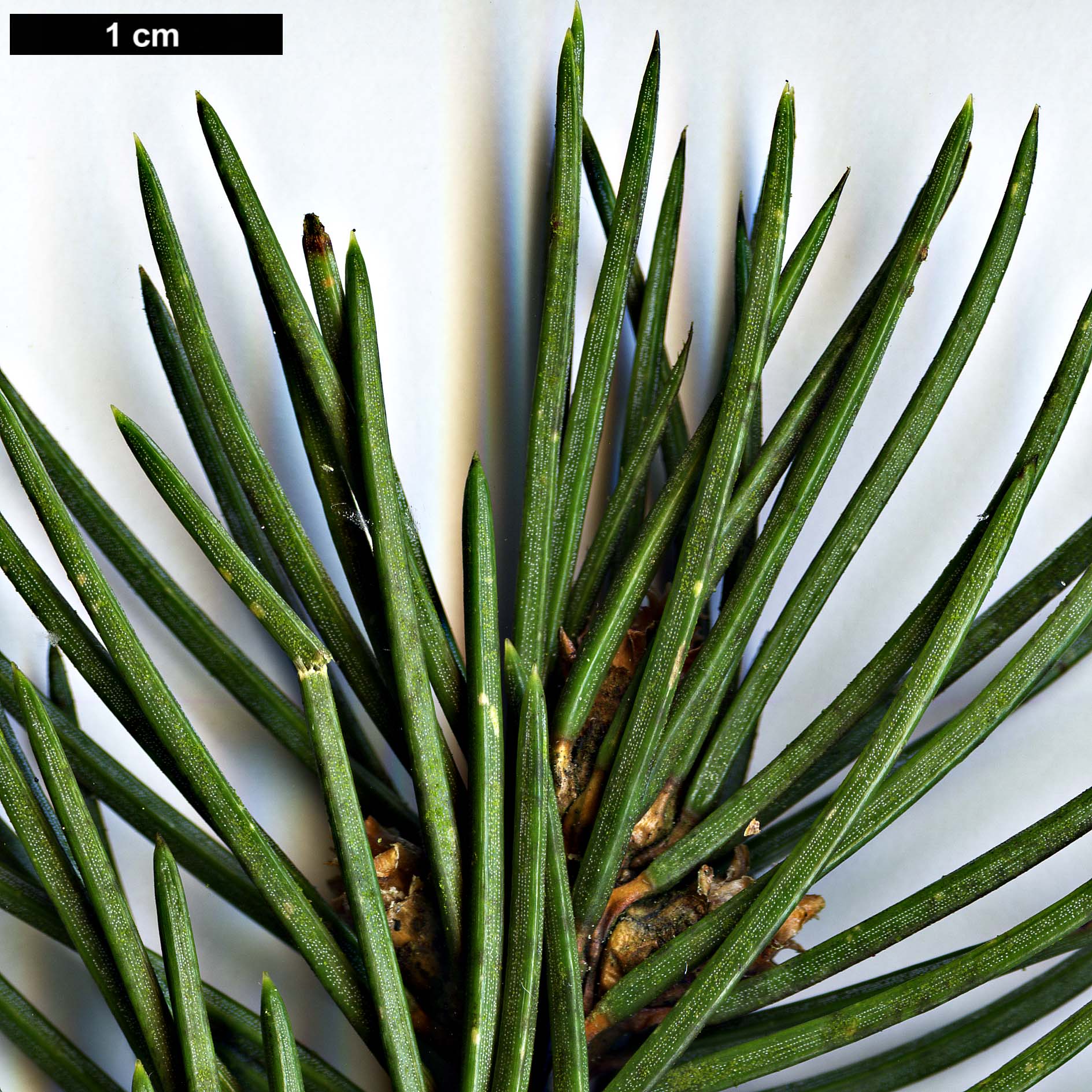 High resolution image: Family: Pinaceae - Genus: Picea - Taxon: pungens