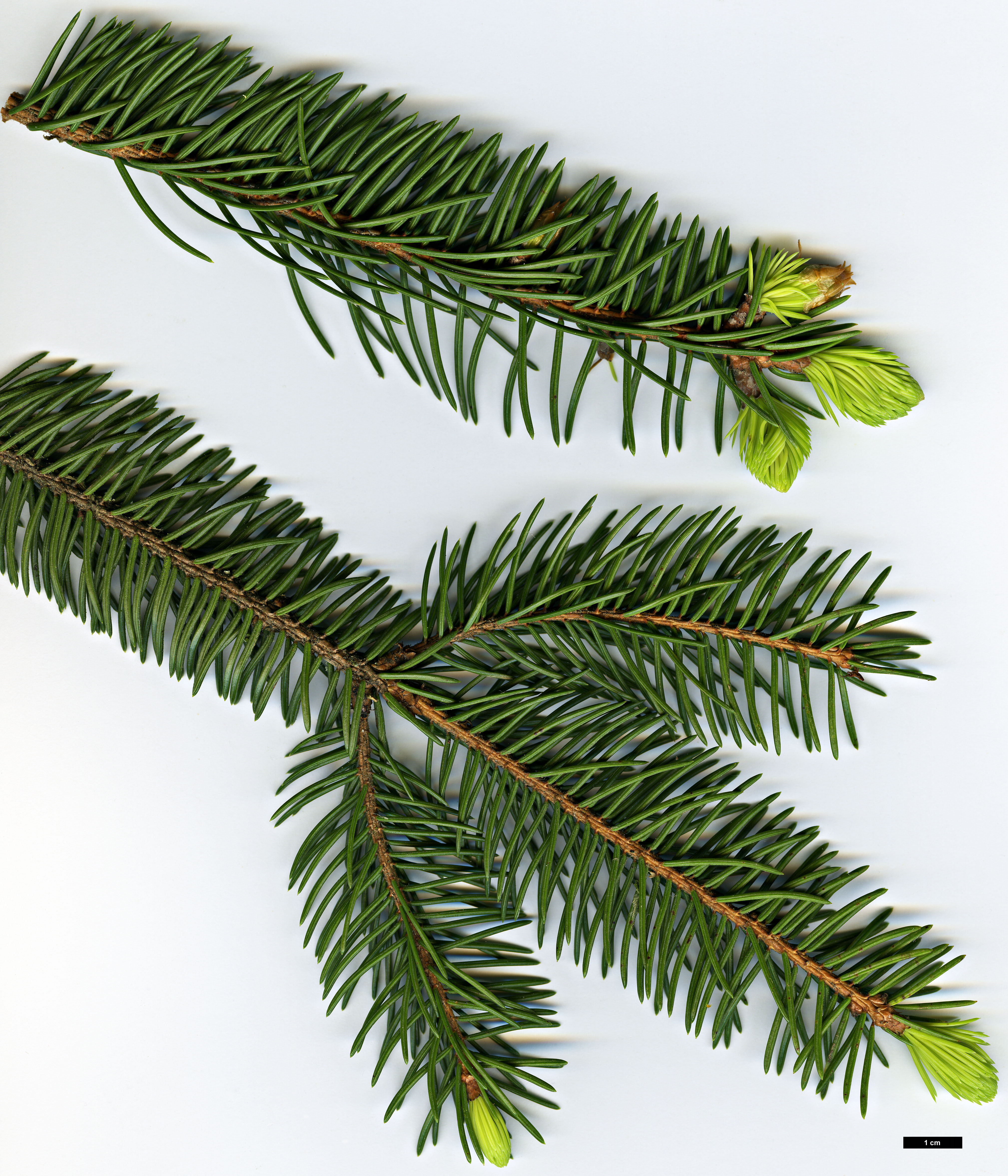 High resolution image: Family: Pinaceae - Genus: Picea - Taxon: retroflexa