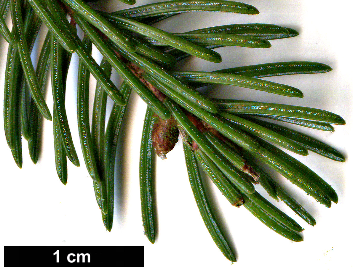 High resolution image: Family: Pinaceae - Genus: Picea - Taxon: rubens