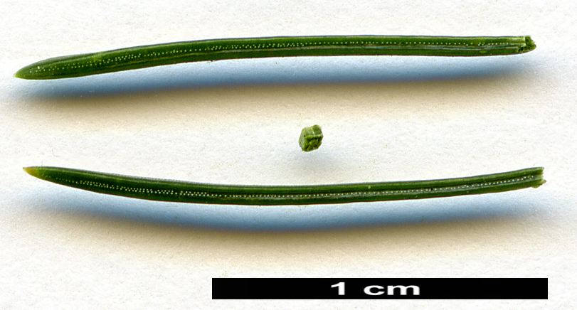High resolution image: Family: Pinaceae - Genus: Picea - Taxon: rubens