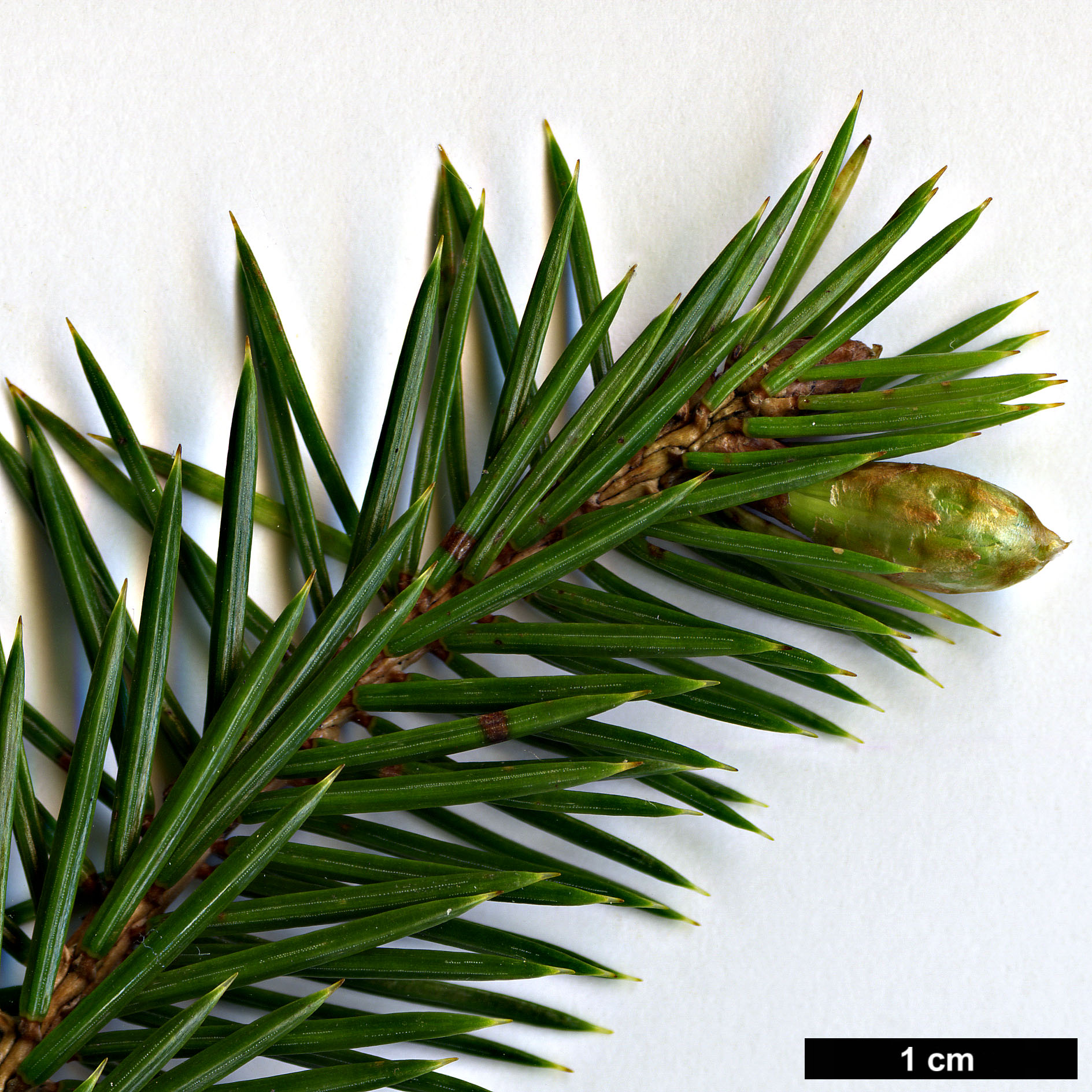 High resolution image: Family: Pinaceae - Genus: Picea - Taxon: sitchensis