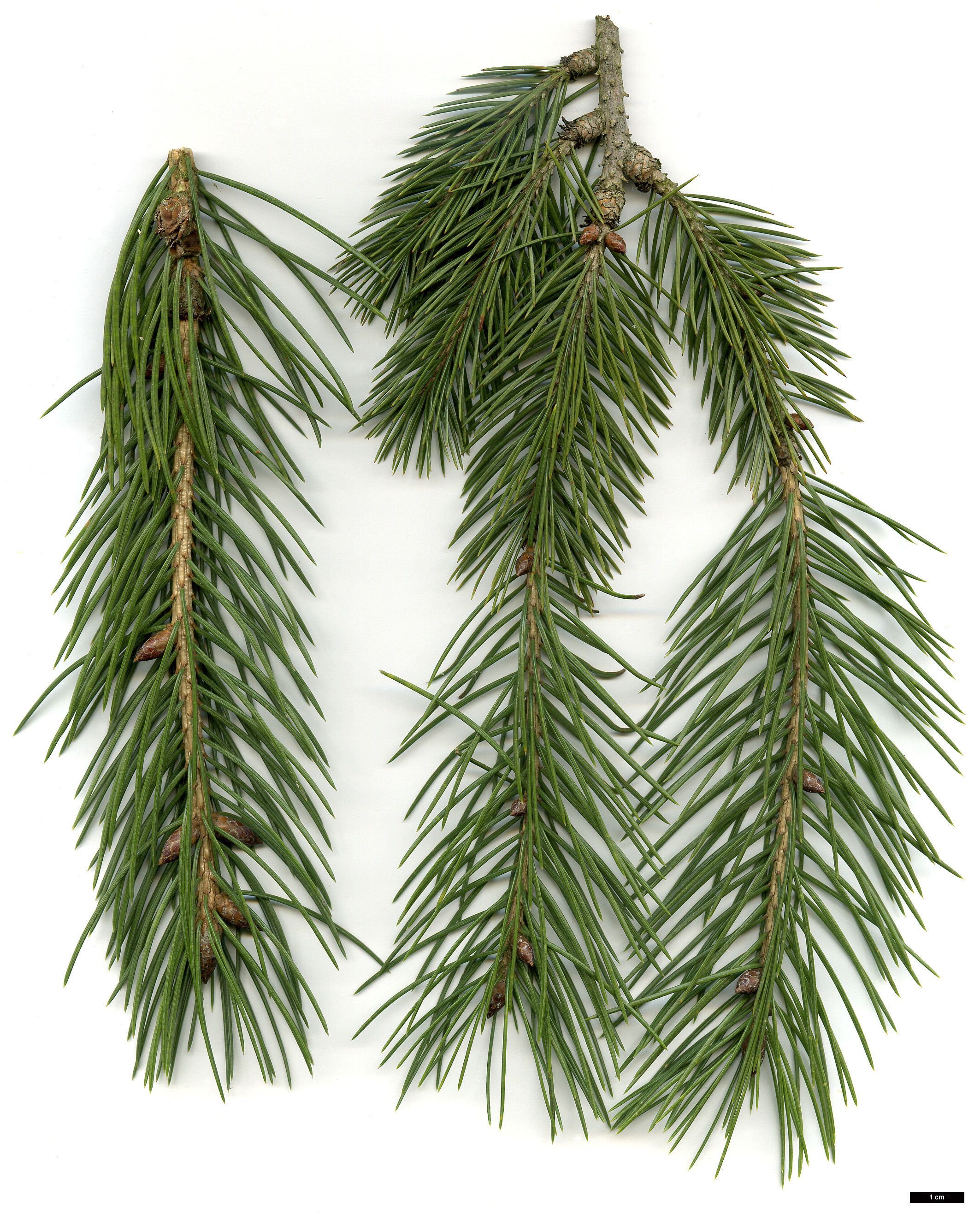 High resolution image: Family: Pinaceae - Genus: Picea - Taxon: smithiana