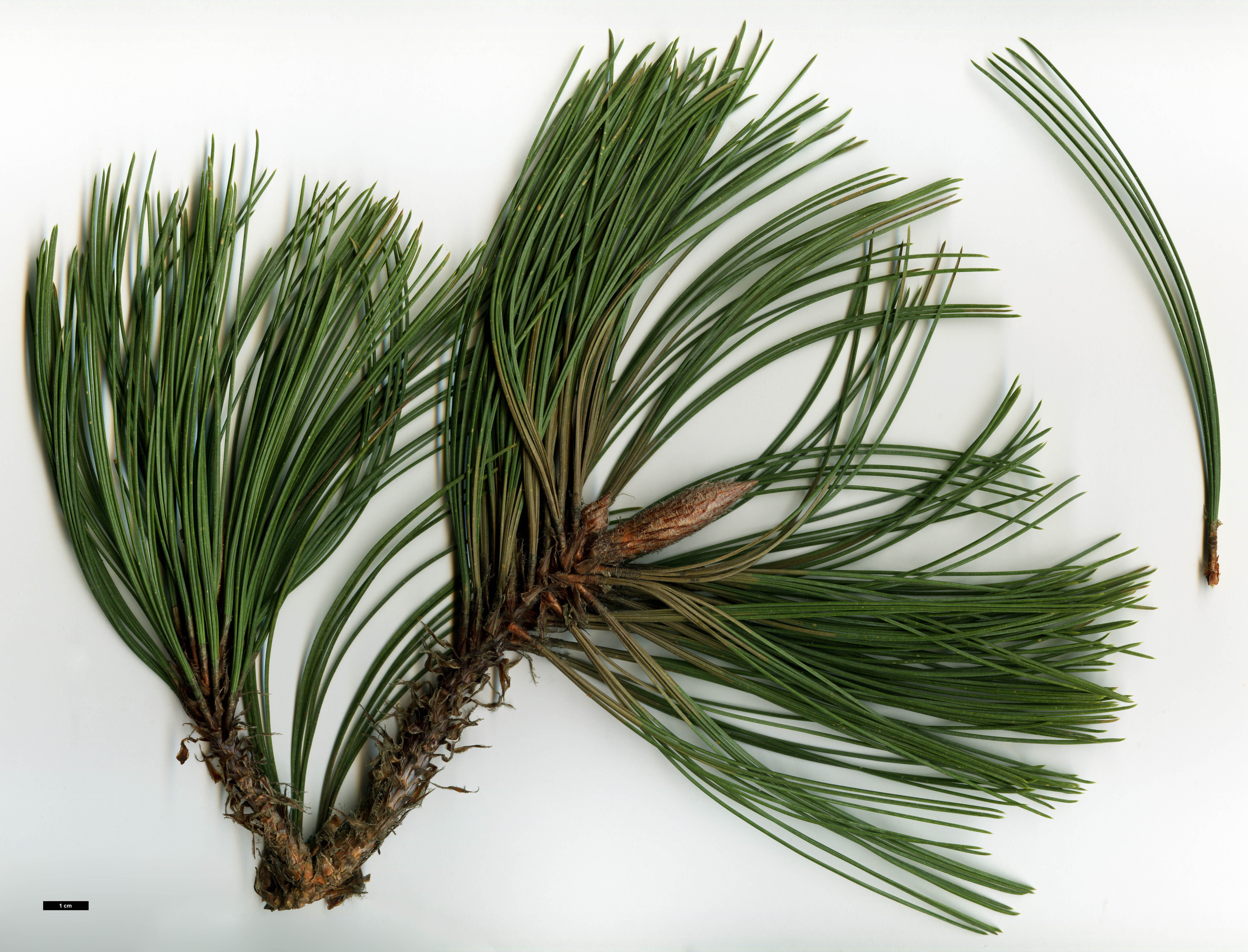 High resolution image: Family: Pinaceae - Genus: Pinus - Taxon: arizonica - SpeciesSub: cooperi